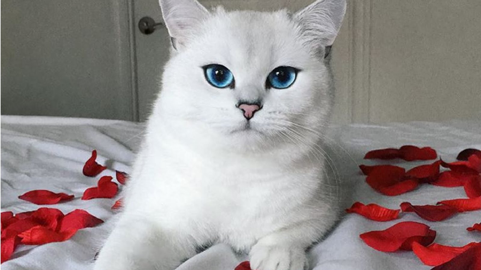 Порода самой милой кошки. Белая Британская шиншилла Коби. Британская шиншилла кобби кошка. Британская короткошёрстная кошка Коби. Шиншилла Пойнт Коби котенок.