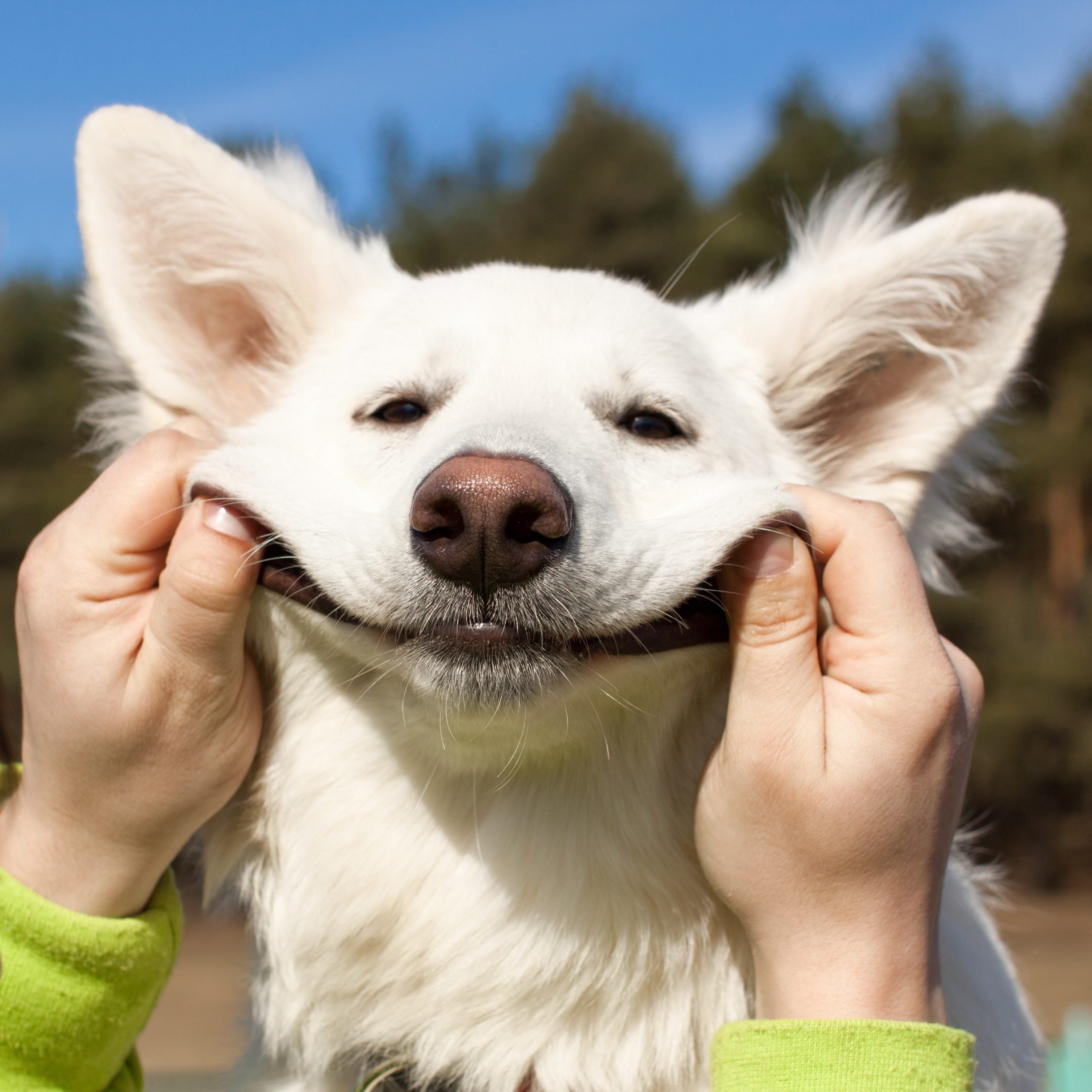 Реакция улыбающихся тварей. Счастливые животные. Улыбка собаки. Счастливая собака. Позитивные собаки.