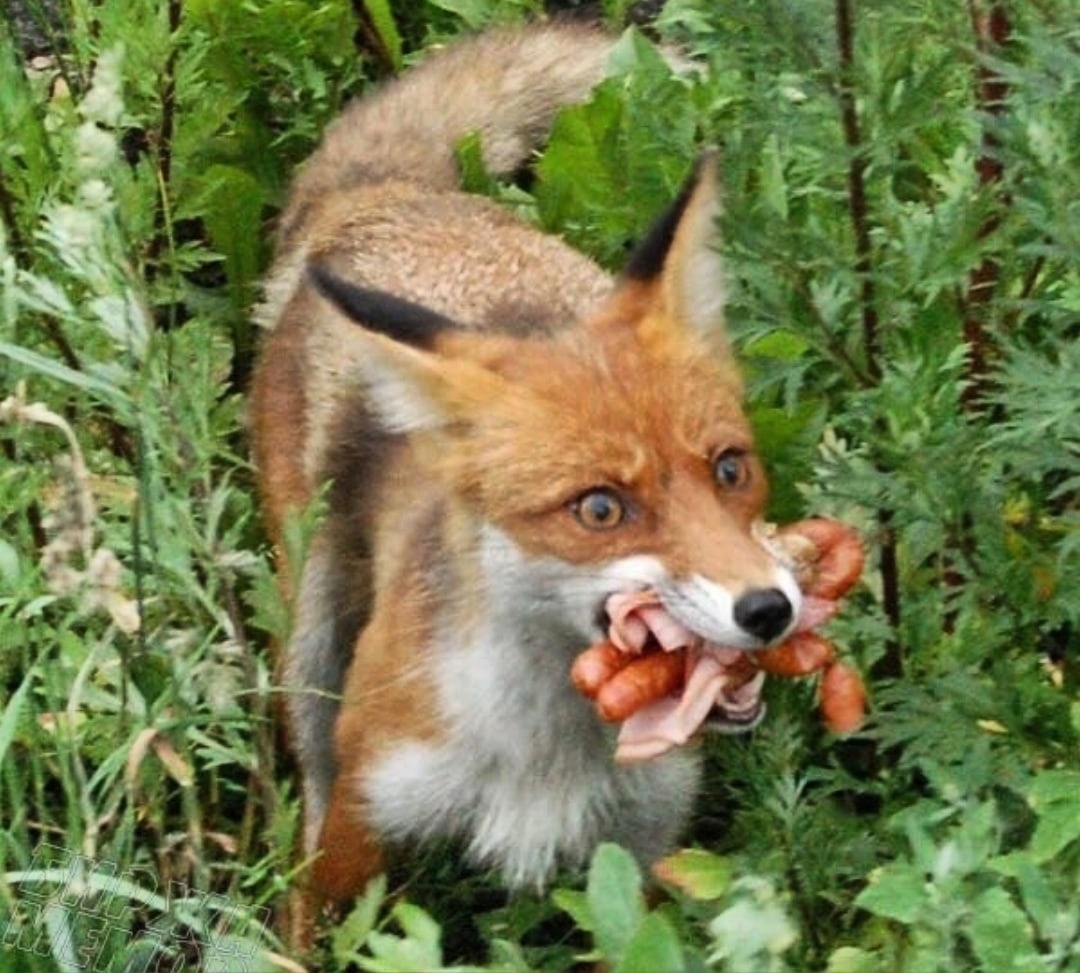 Покажи fox. Лиса. Смешные лисы. Смешные лисички. Голодный Лис.