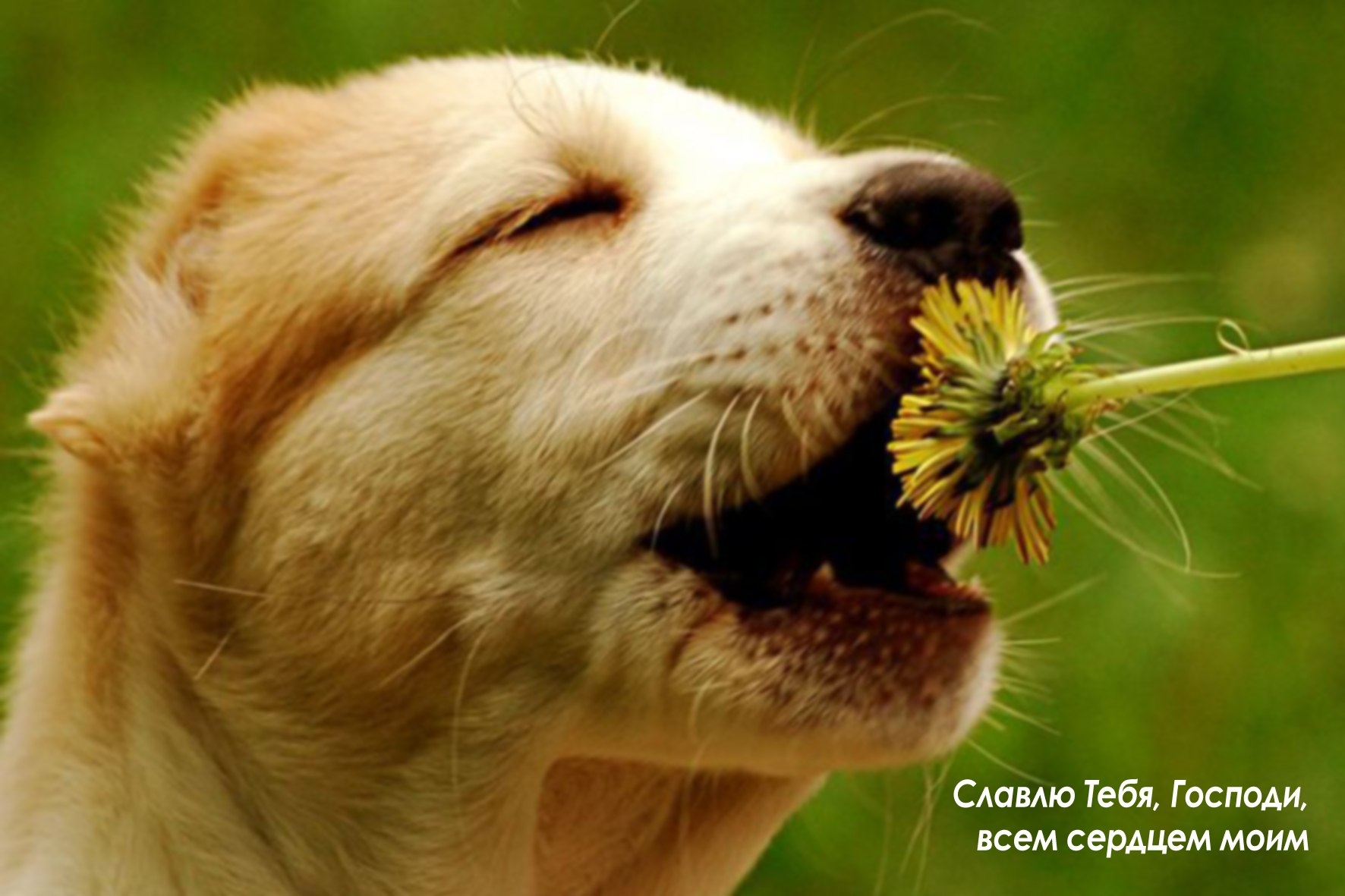Чувствую запах собаки. Обоняние собаки. Собака нюхает. Радостные животные. Собака нюхает цветок.