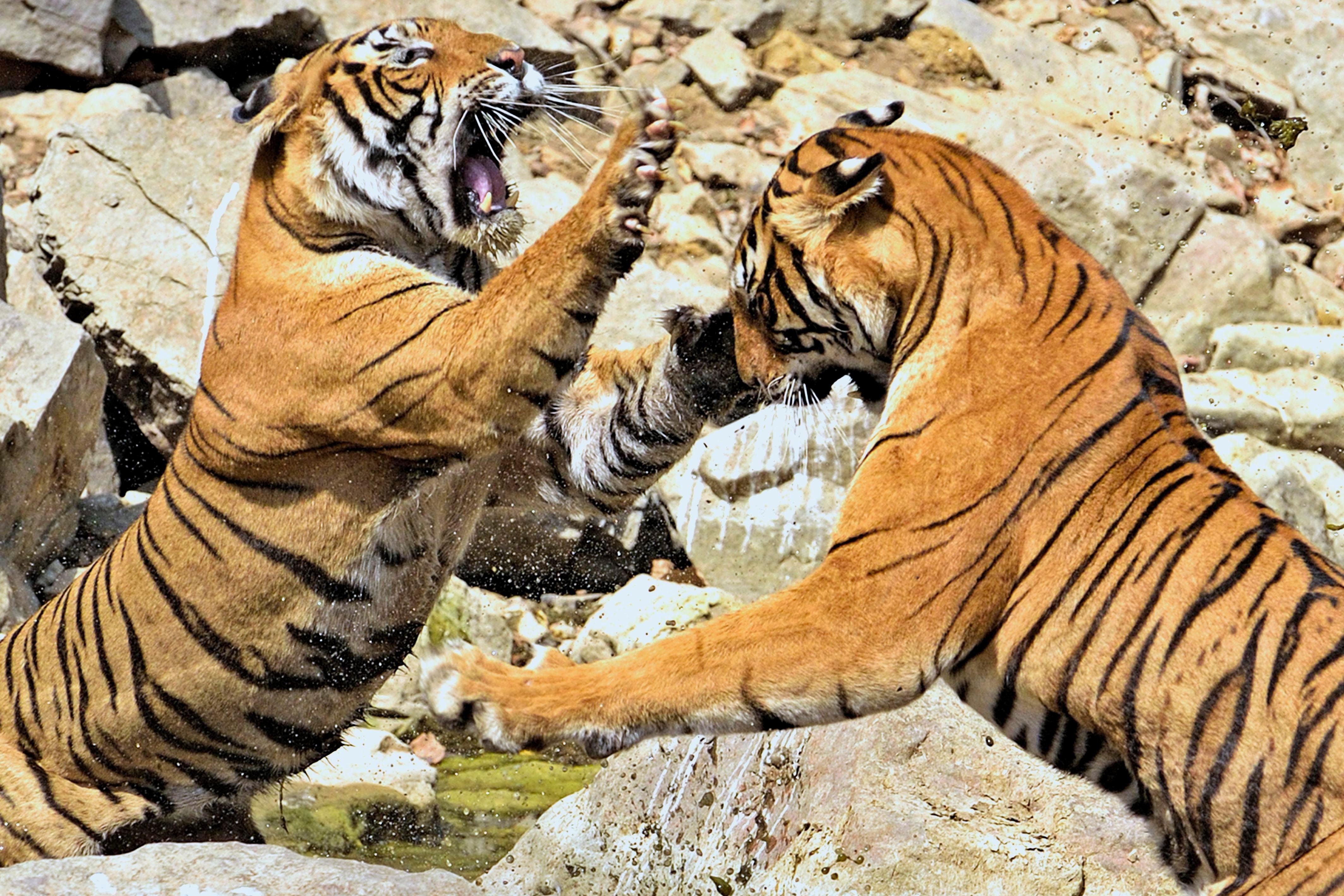 Зоопарк 1 видео. Тигры дерутся. Драка тигров. Тигрица. Два тигра дерутся.