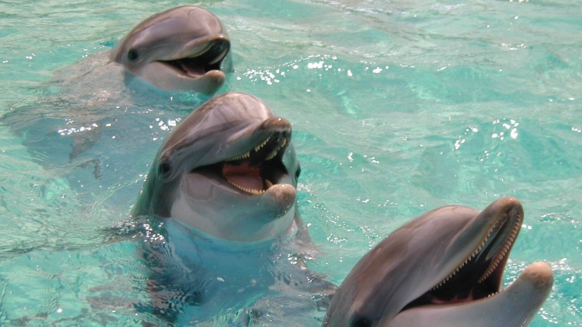 Какие звуки издает дельфин
