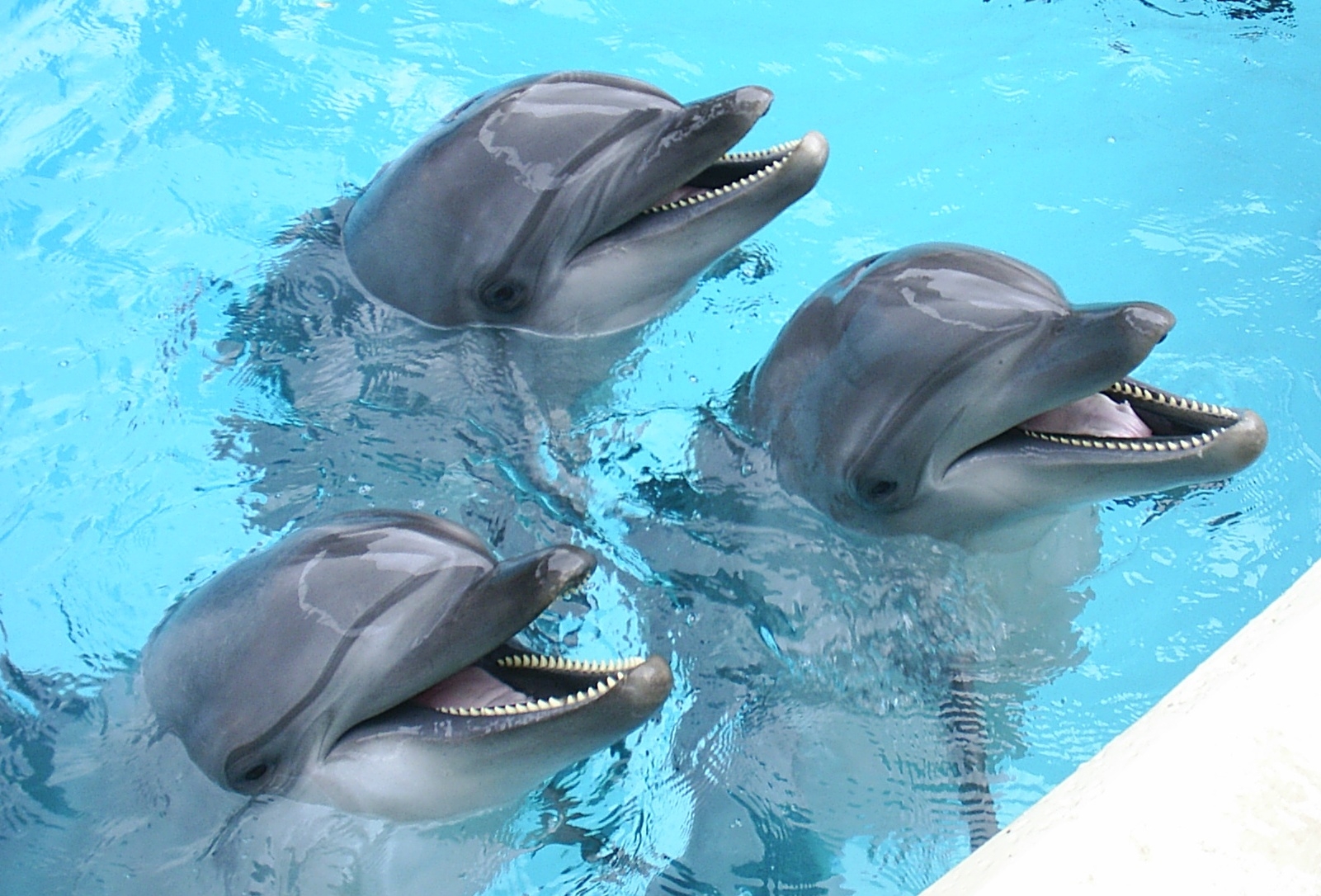 Общение дельфинов между собой. Лос Дельфинос. Дельфин в море. Дельфины общение. Коммуникация дельфинов.