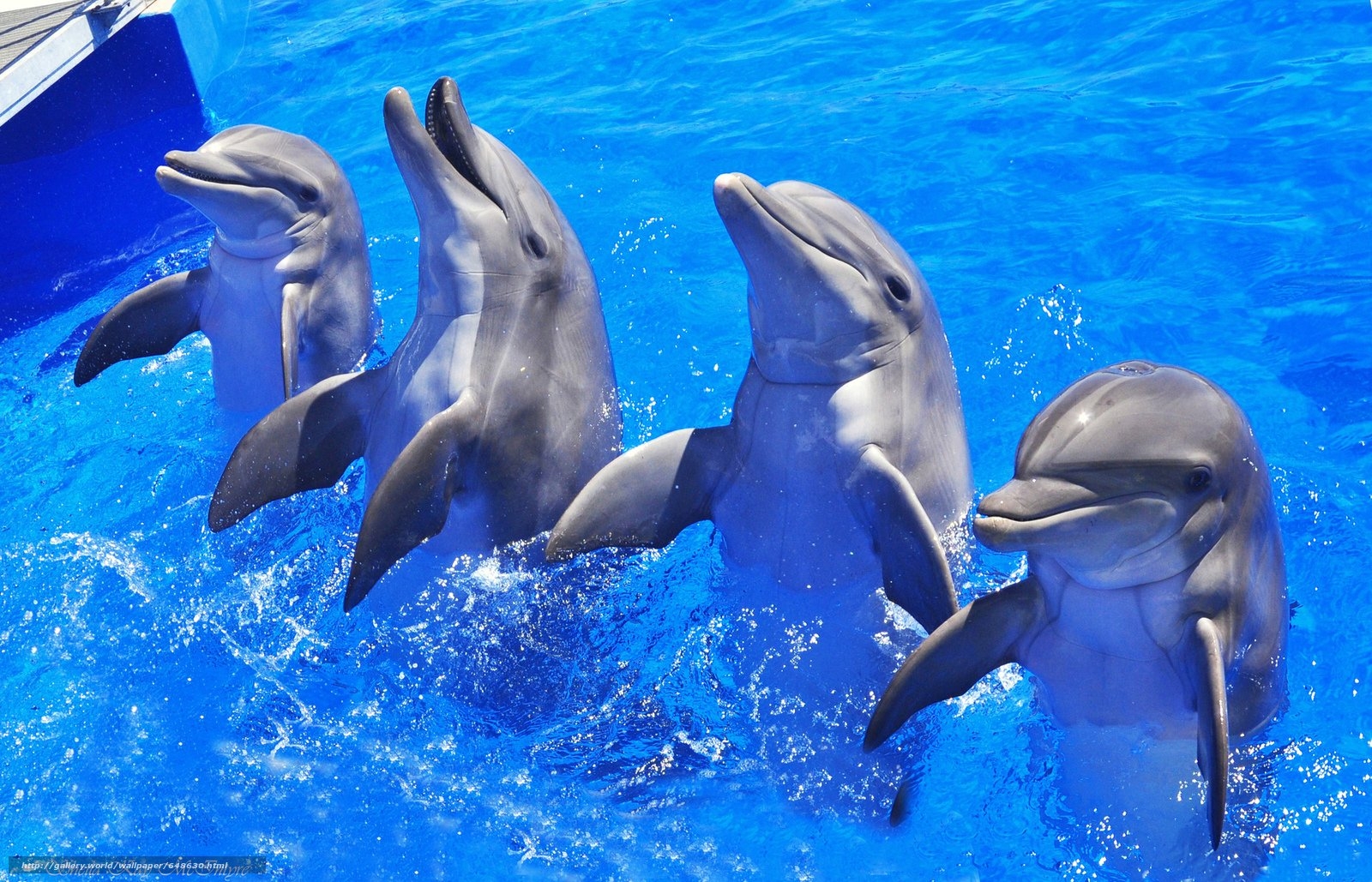 Дельфины с удовольствием разучивают и выполняют разные. Дельфин-Афалина. Дельфины в бассейне. Красивые дельфины. Дельфины в море.