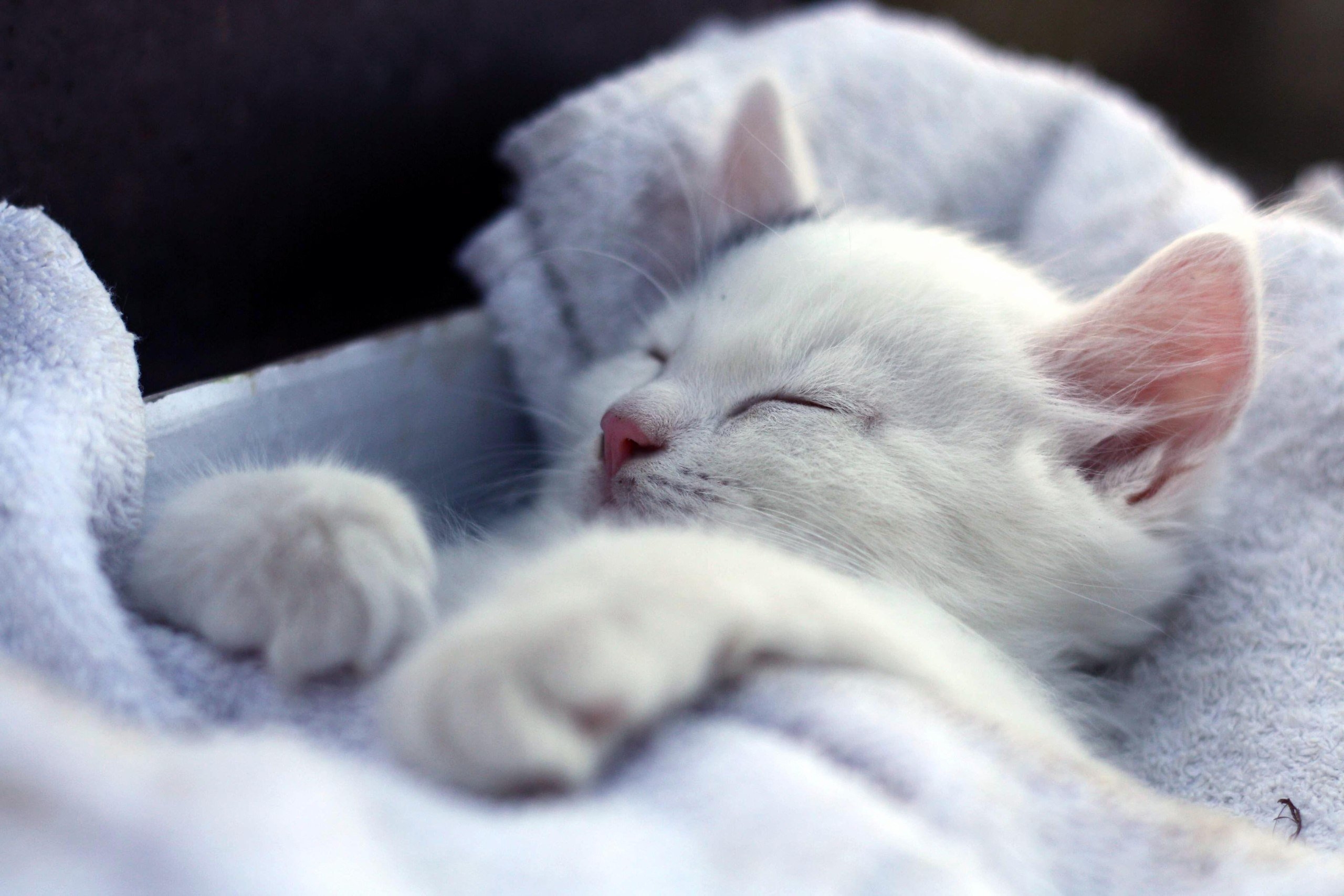 Красивый котенок во сне. Спящие коты. Спящий котик.