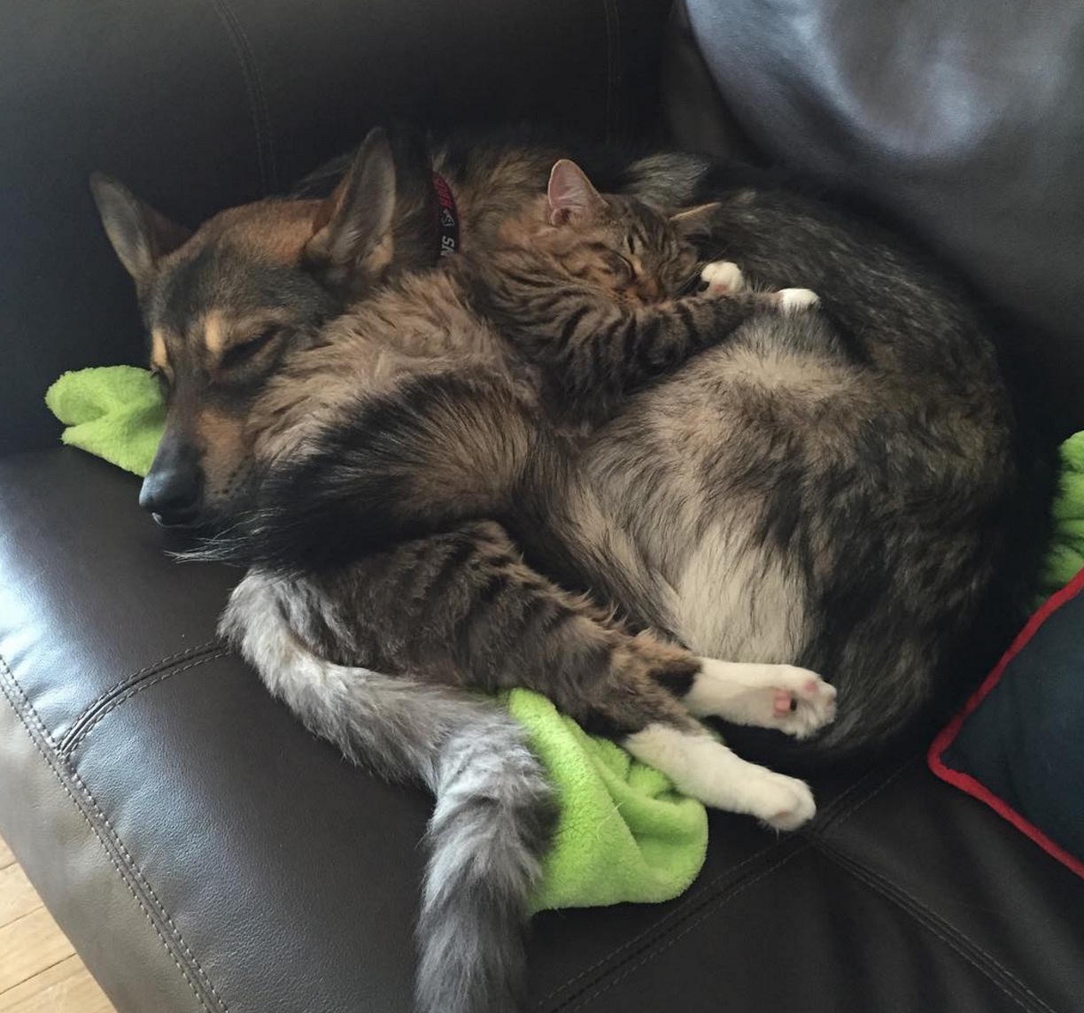 Собаки вместе спят. Животные спят вместе. Коты и собаки. Кот и собака в обнимку.