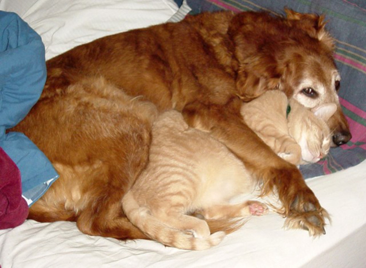 Собаки вместе спят. Собака обнимает кошку. Фото кошек и собак. Собаки в обнимку. Рыжий кот и пес.