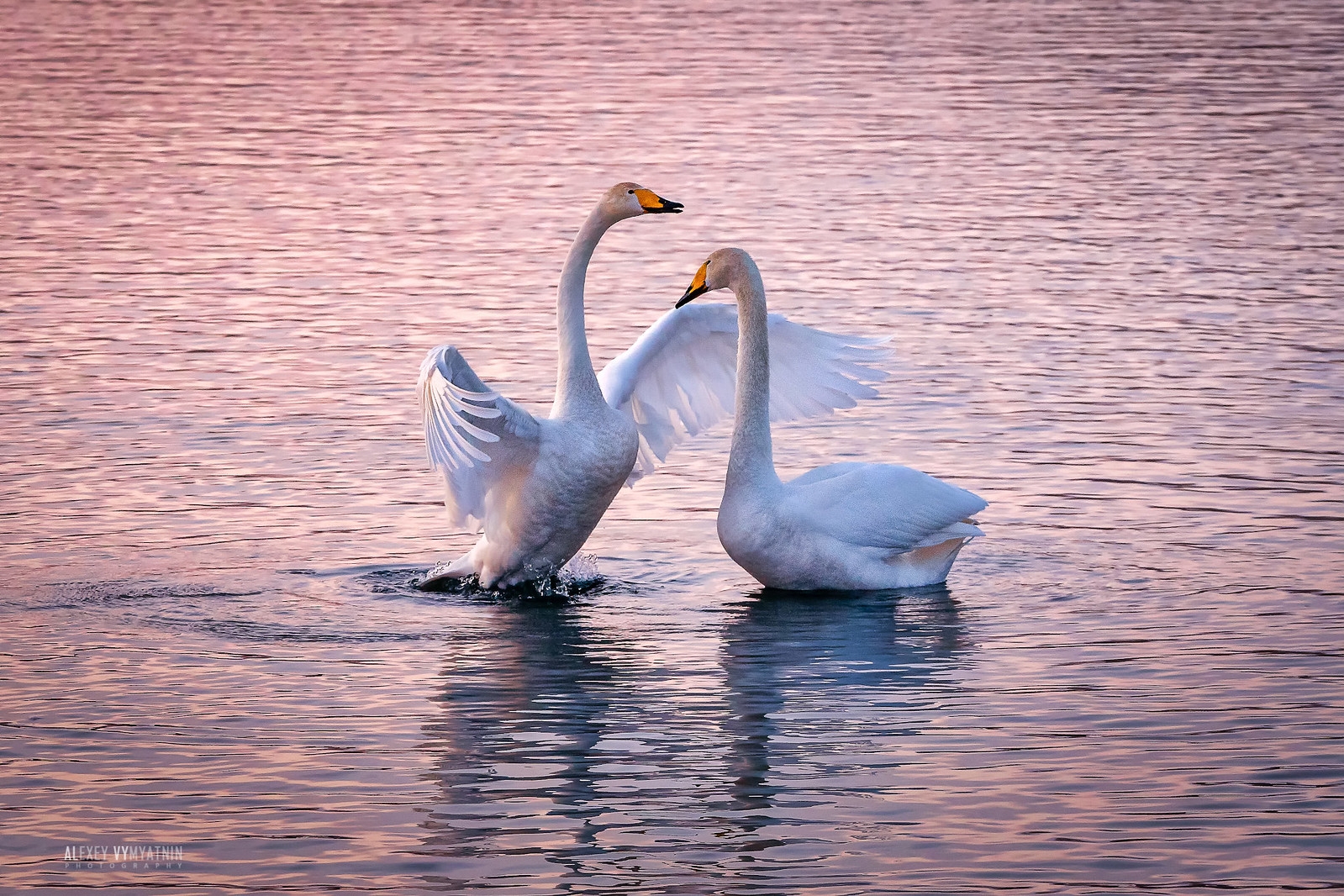 Лебеди на озере. Пара лебедей. Любовь и лебеди.