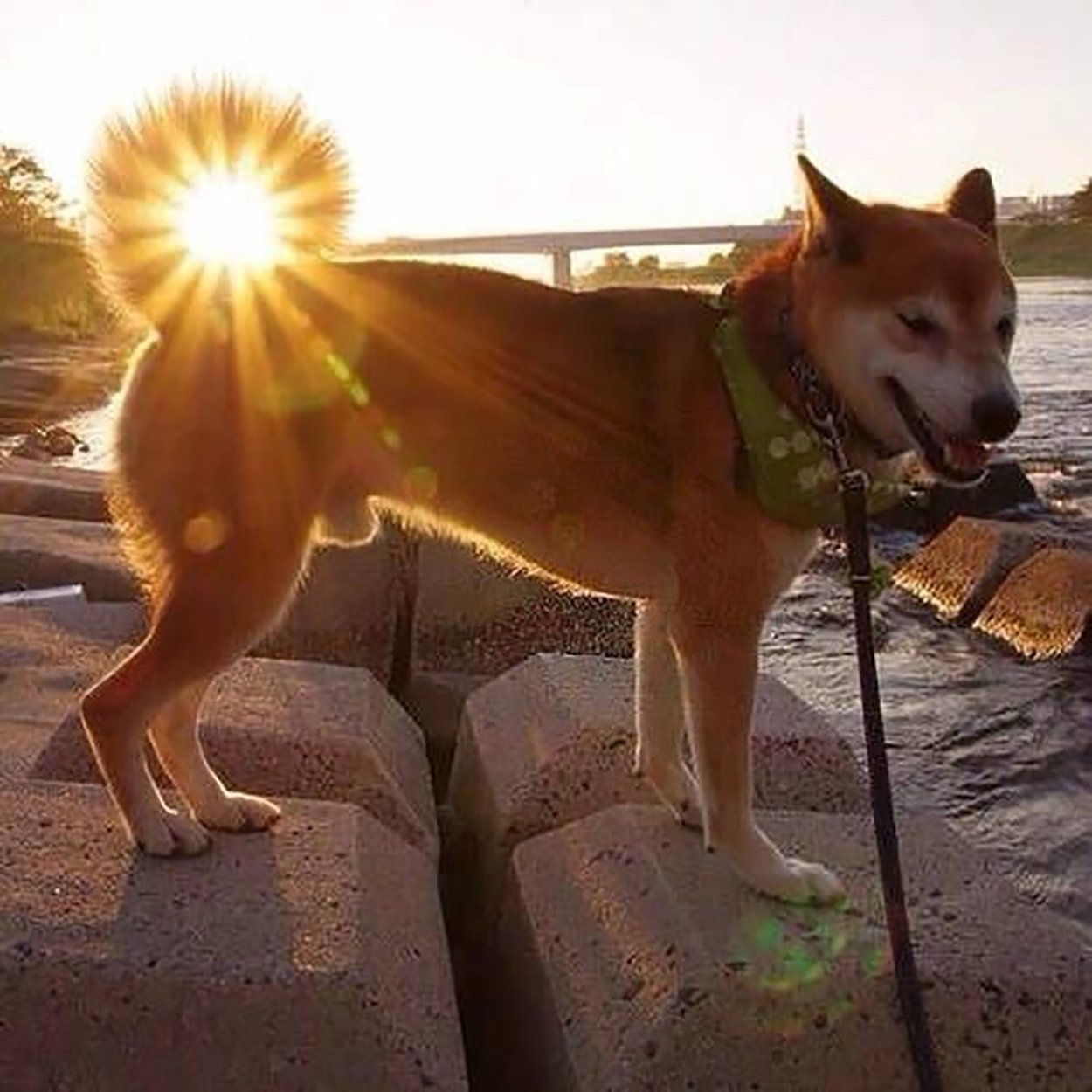 Фото с днем юмора. Солнце и животные. Собака на солнце. Удачный Кадр собаки. Собака в лучах солнца.