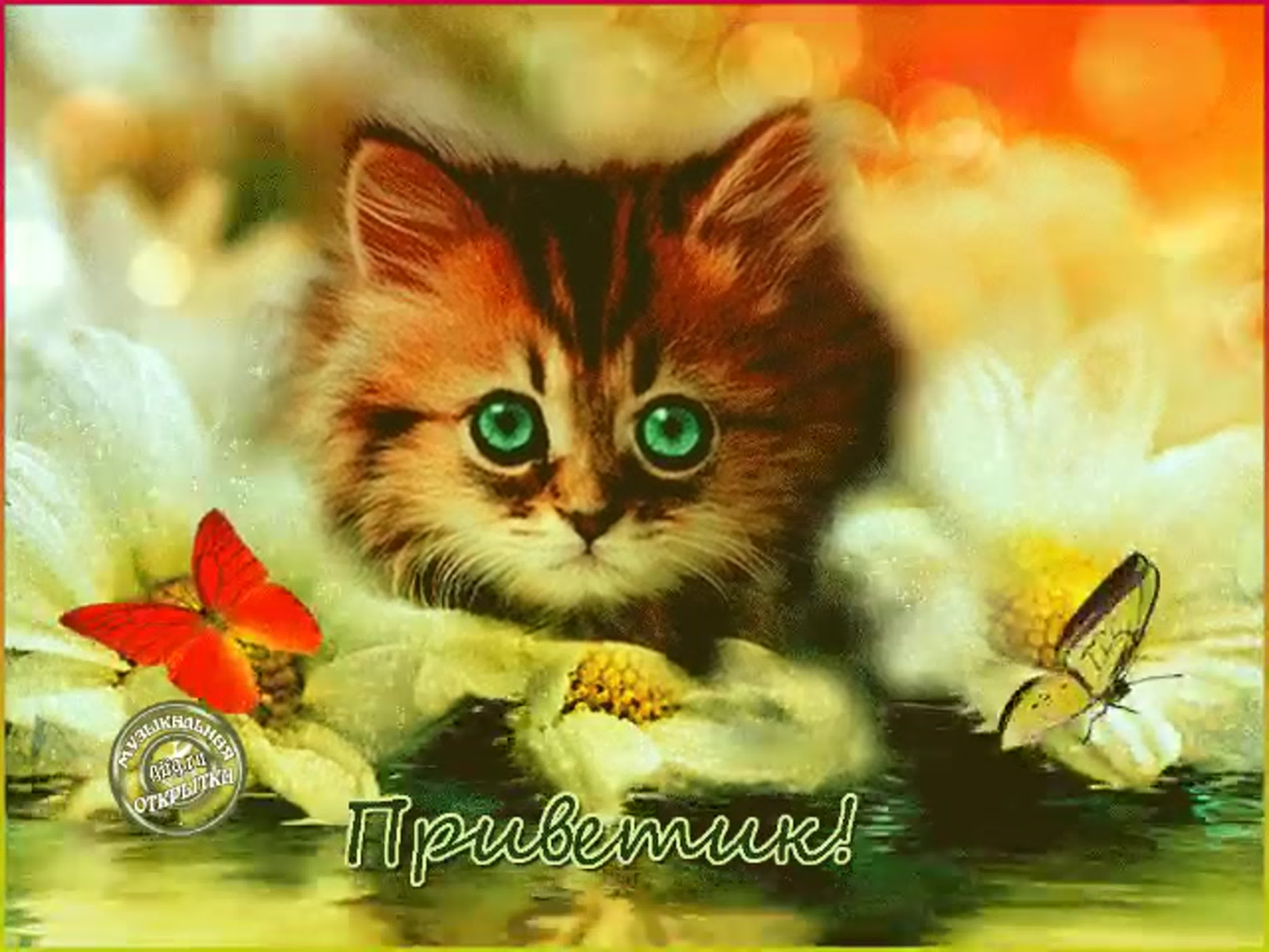 Красивые открытки с кошками. Открытки с котятами. Открытка «котики». Котенок анимация. Открыток с изображением котят.