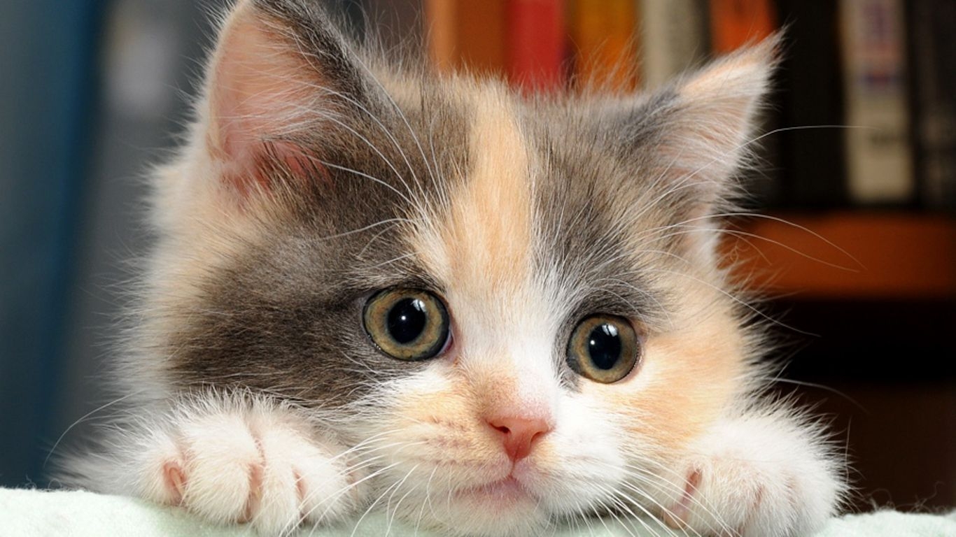 Хочу маленькие котики. Милые котики. Смешные котята. Котята милашки. Милый котик.