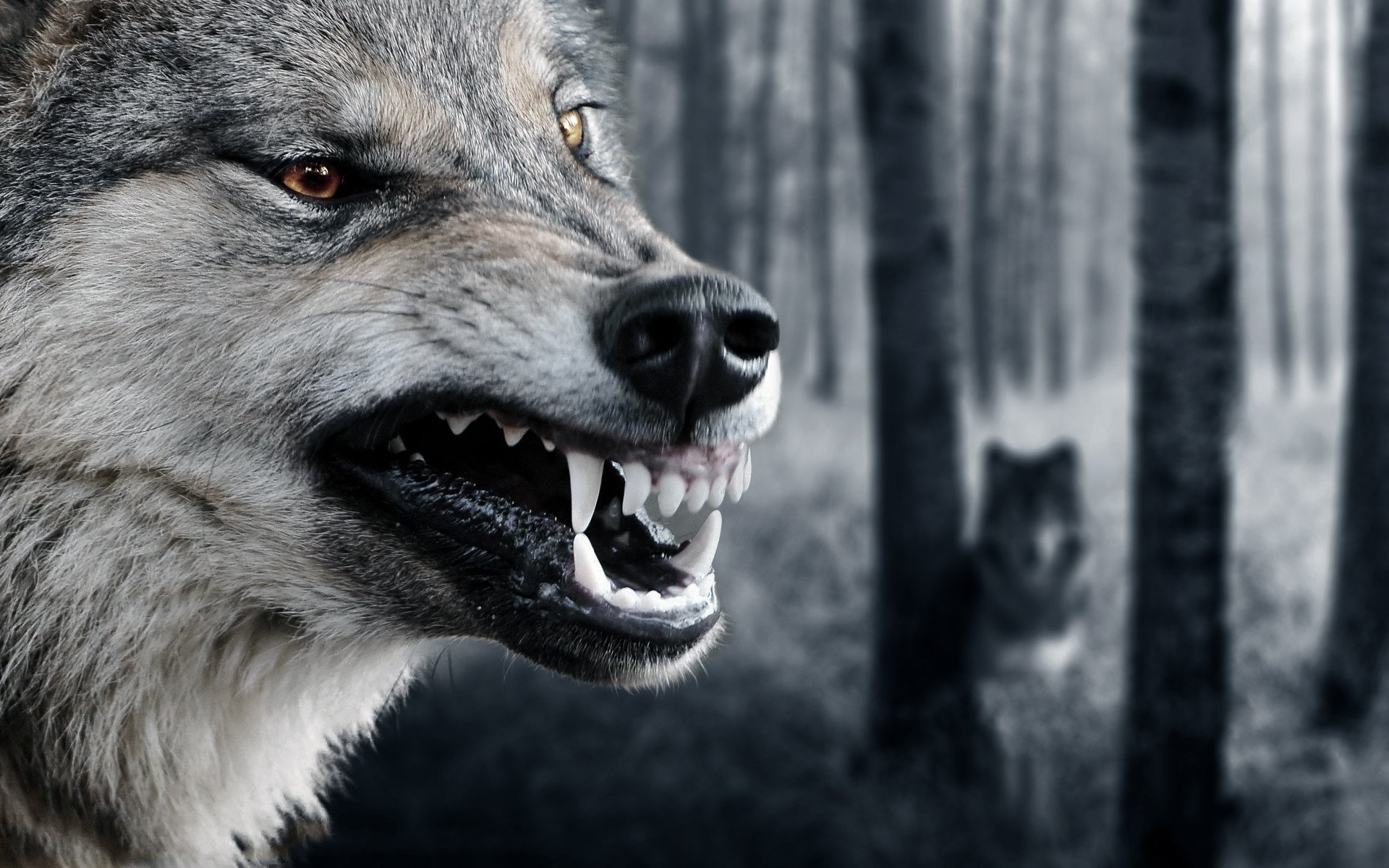 Волк на телефон оскал. Оскал волка. Злой волк. Волк рычит. Злой волк картинки.