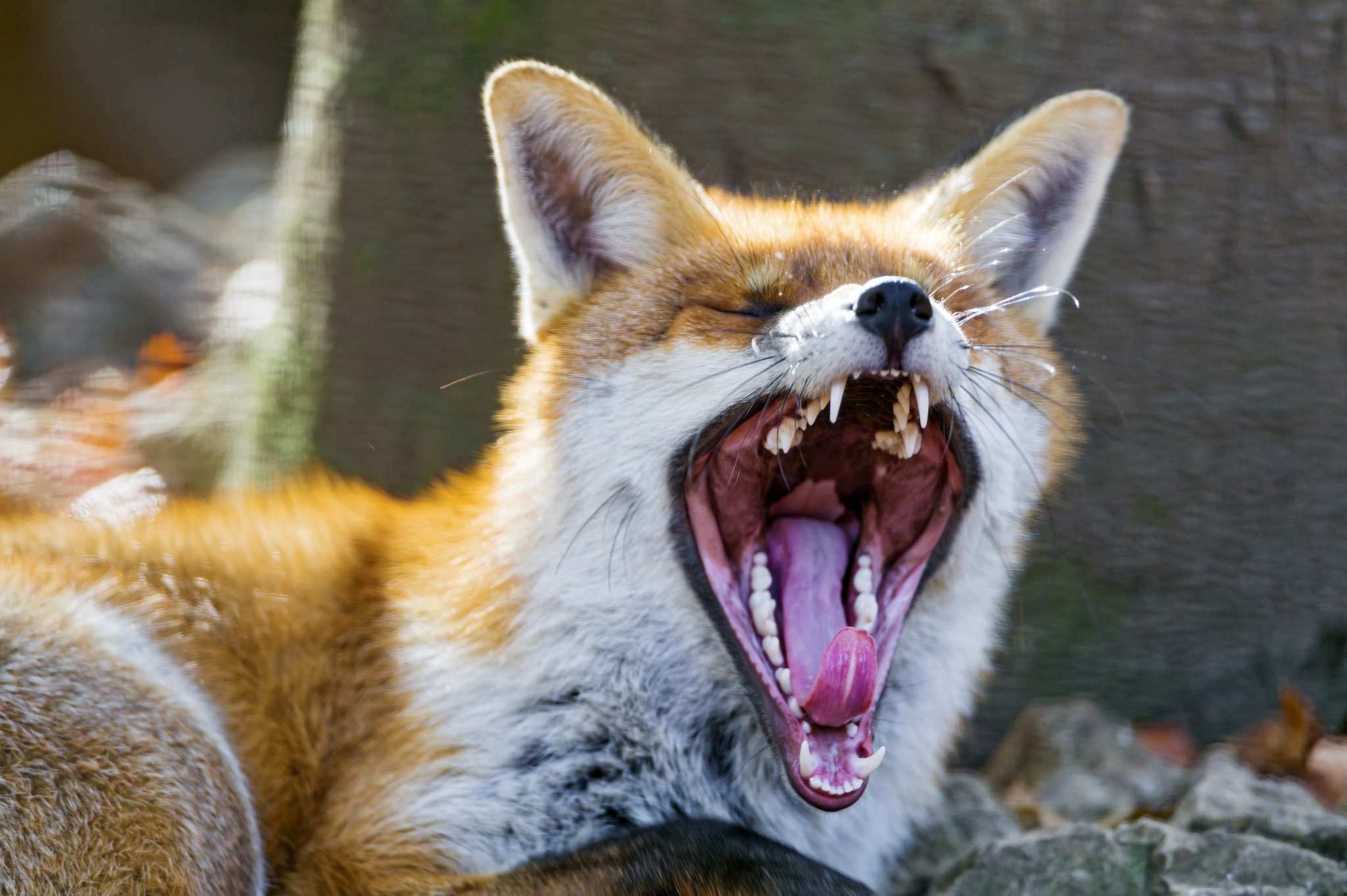 Звук показывает язык. Пасть лисы. Зубы лисы. Лисо с открытой пастью. Оскал лисы.
