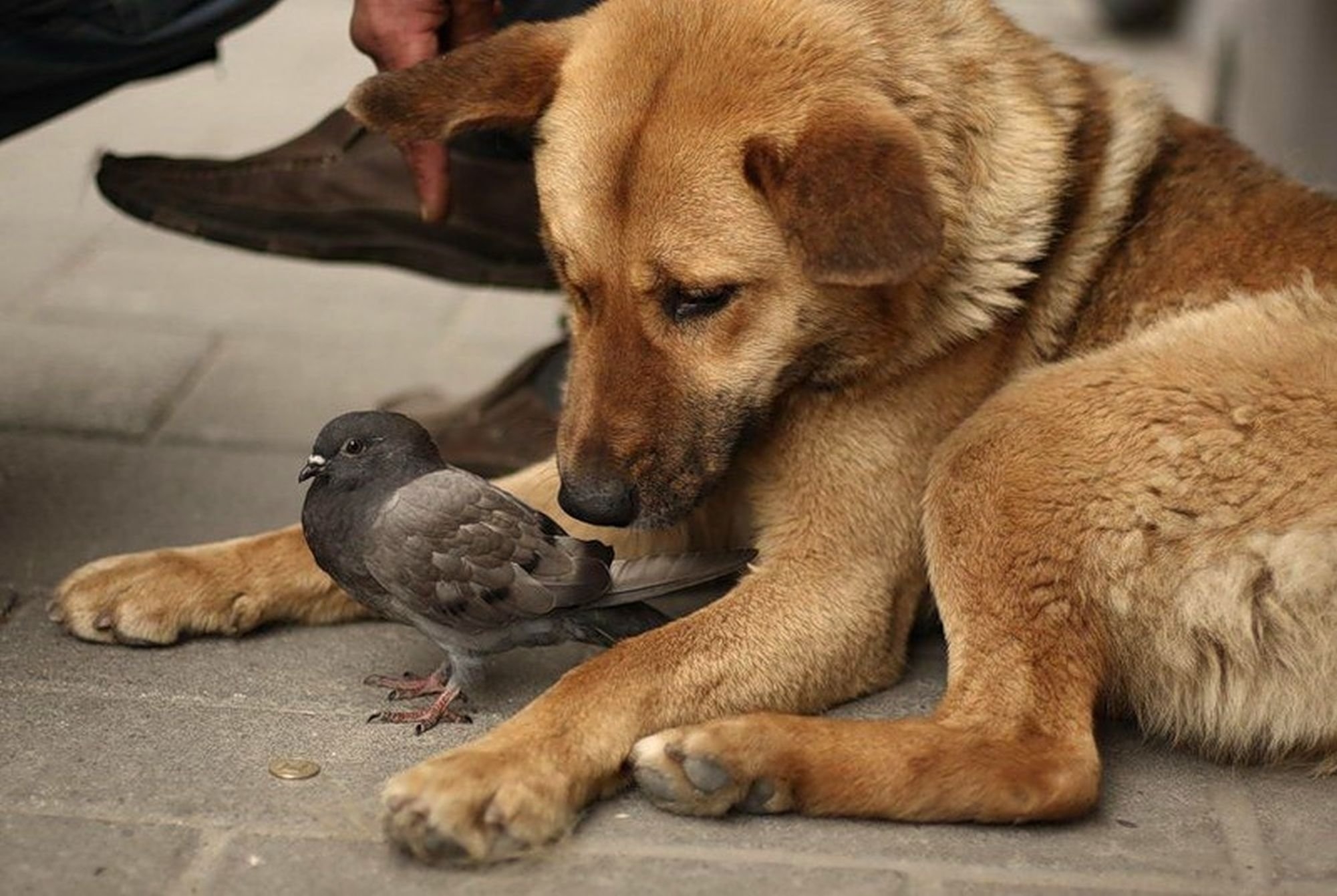 Настоящий друг поможет в беде. Трогательные животные. Животные друзья. Дружба животные. Бездомные животные.