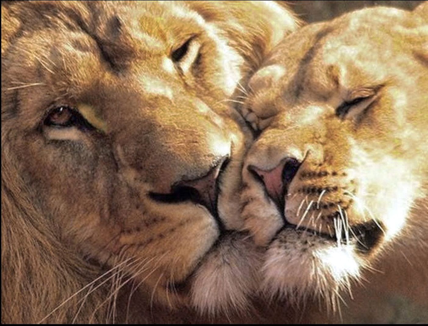 Скучаю лев. Лев и львица. Лев и львица любовь. Лев. Лев и львица картинки.