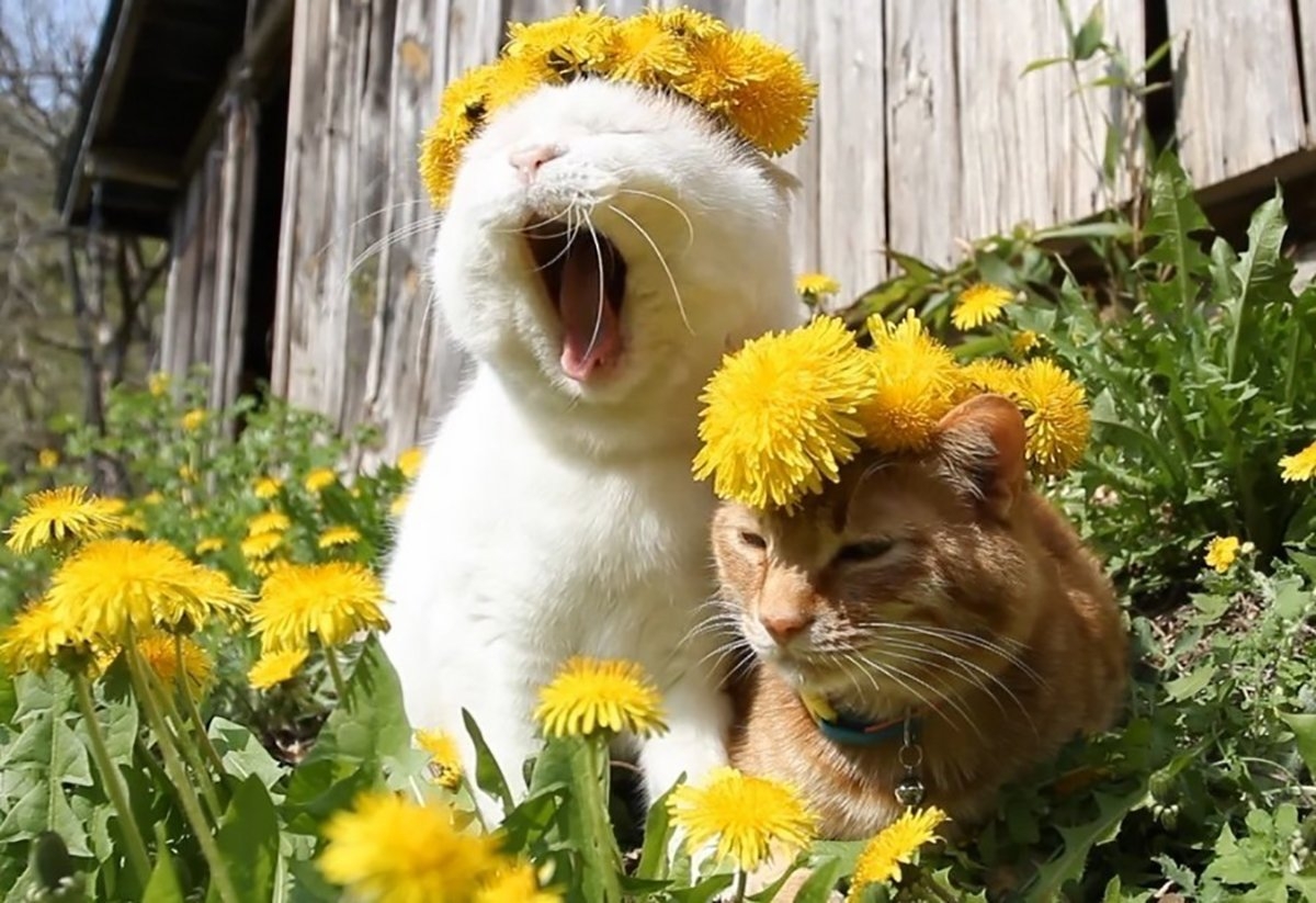 Хороший летний видео. Цветы для поднятия настроения. Доброе утро с животными Веселые. Кот в одуванчиках. Летний кот.
