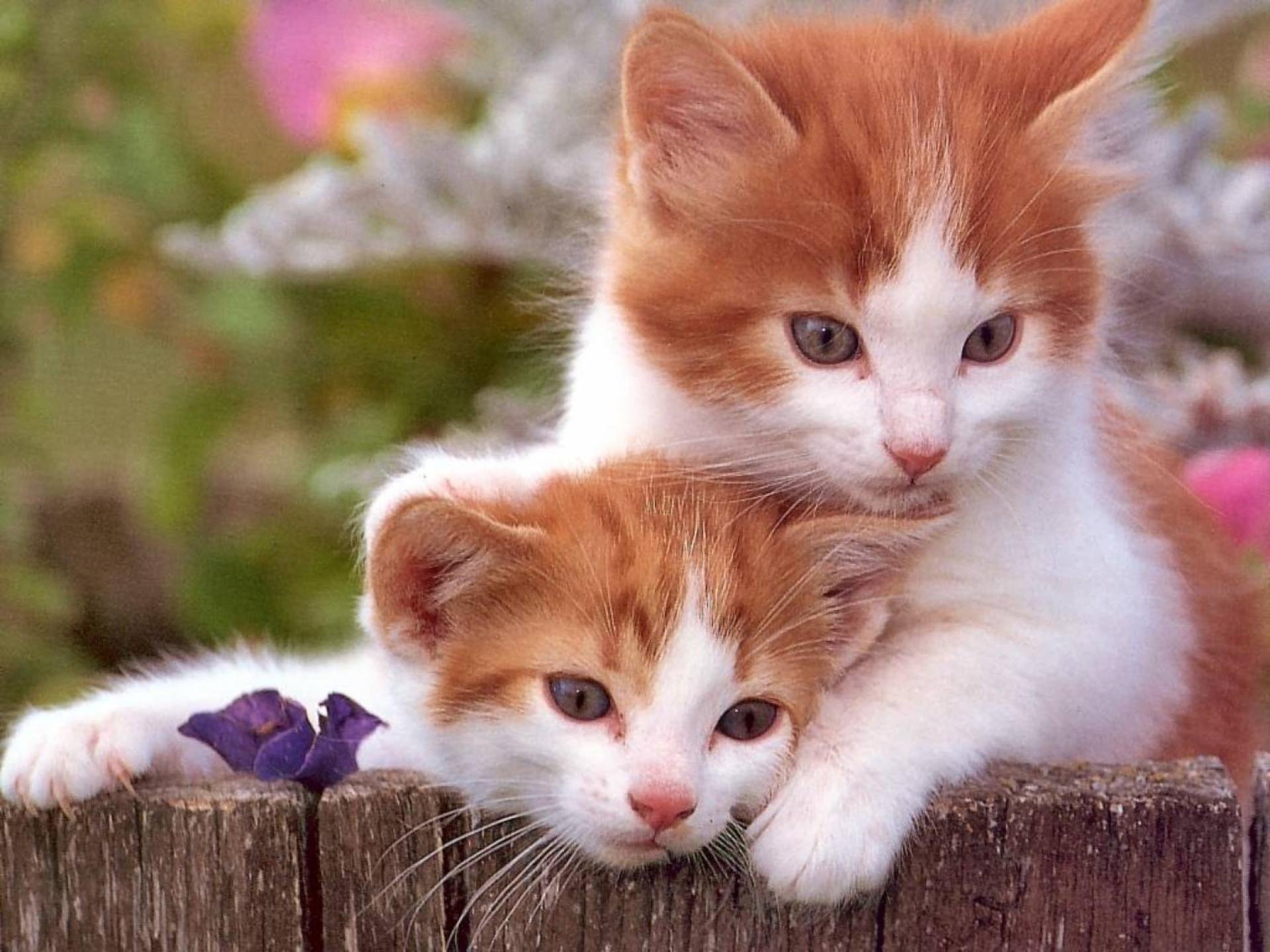 Кошечка с котятами. Красивые котята. Рыже белый котенок. Милые кошки. Красивые котики.