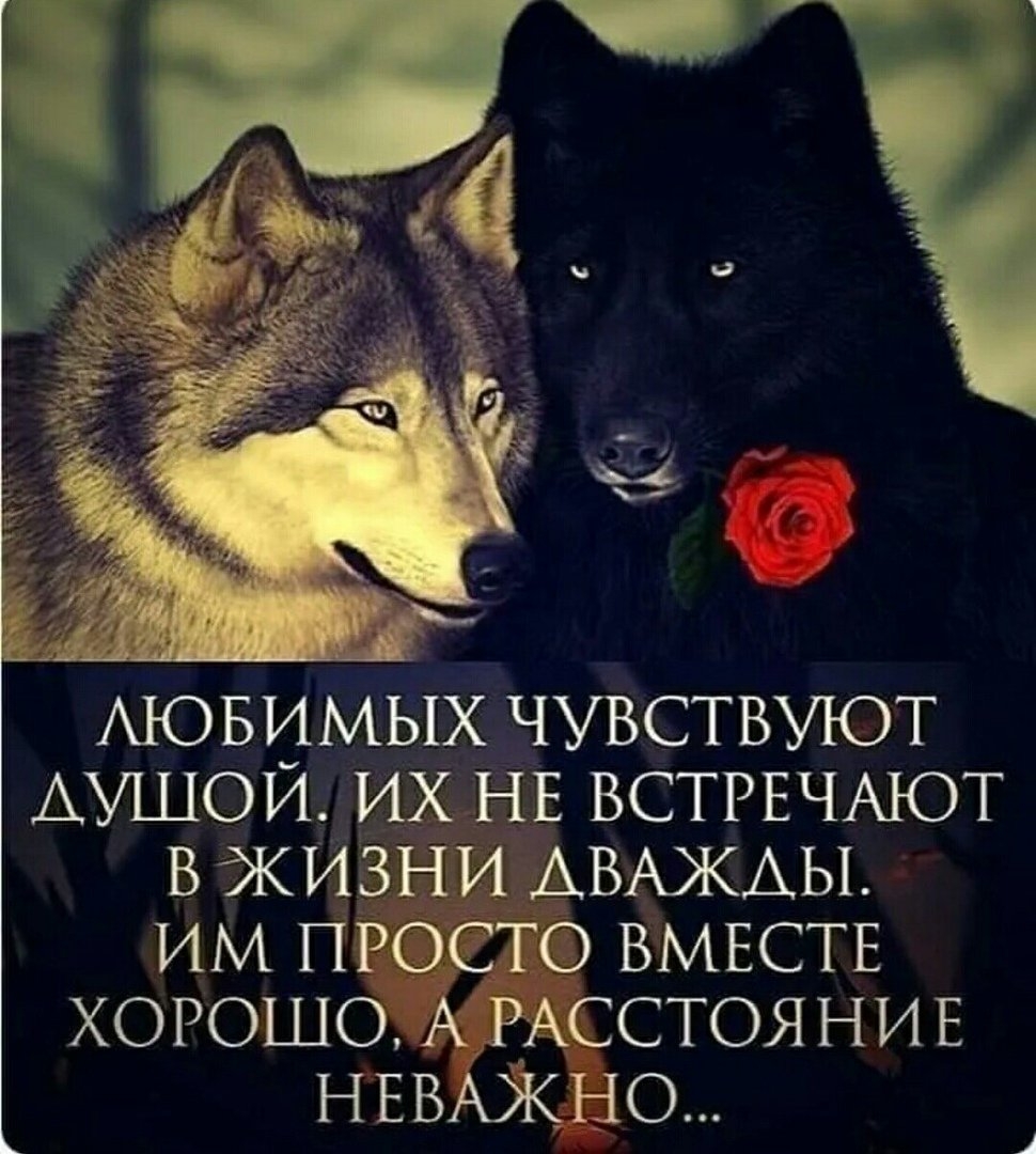 Цитата. Цитаты про любимых. Цитаты про Волков со смыслом. Мудрость волка.