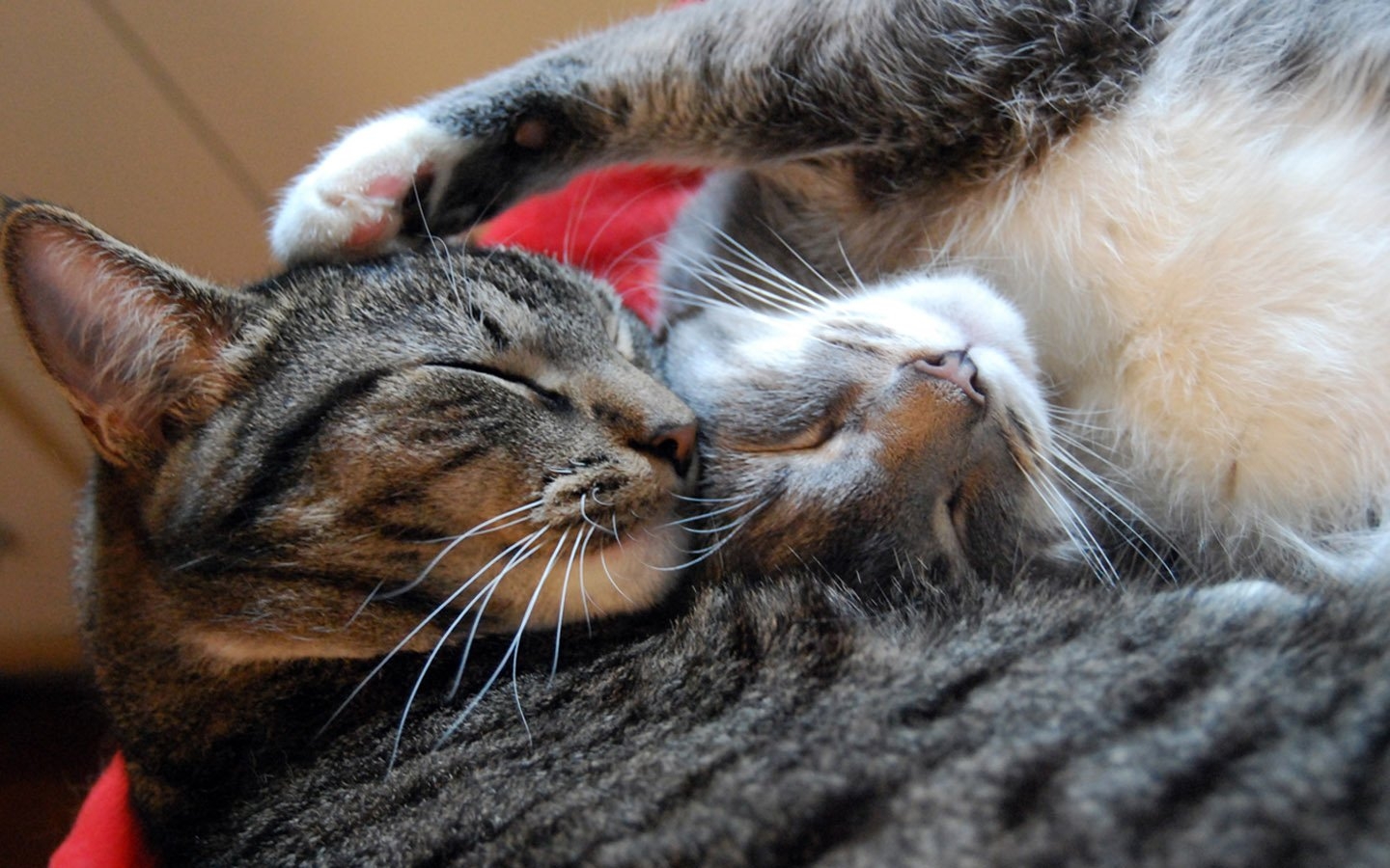 Картинки с любящими котиками. Кошки любовь. Влюбленные котики. Спящие коты. Ласковая кошка.
