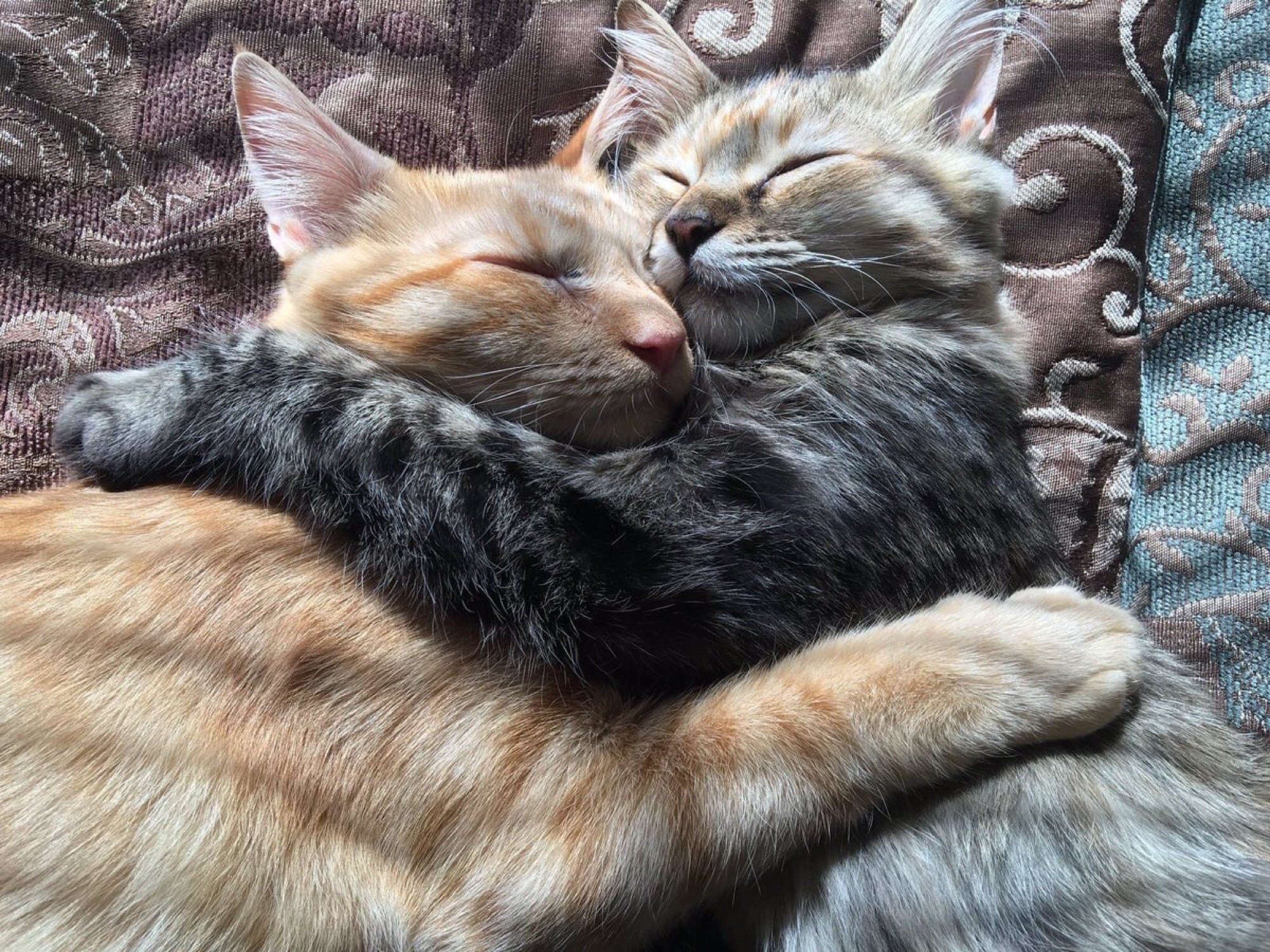 Друг кисы. Кошки обнимаются. Влюбленные котики. Котики обнимашки. Кот с кошкой в обнимку.