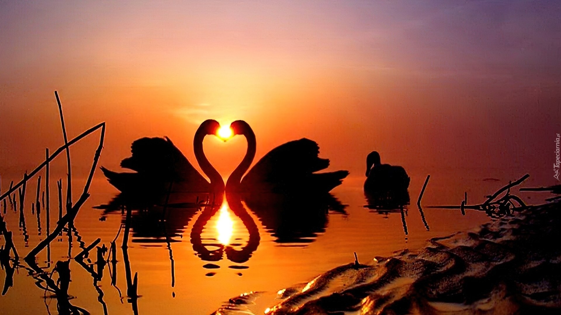 Добрый вечер сердце. Два лебедя на закате. Лебеди на закате. Романтический закат. Сердце на закате.