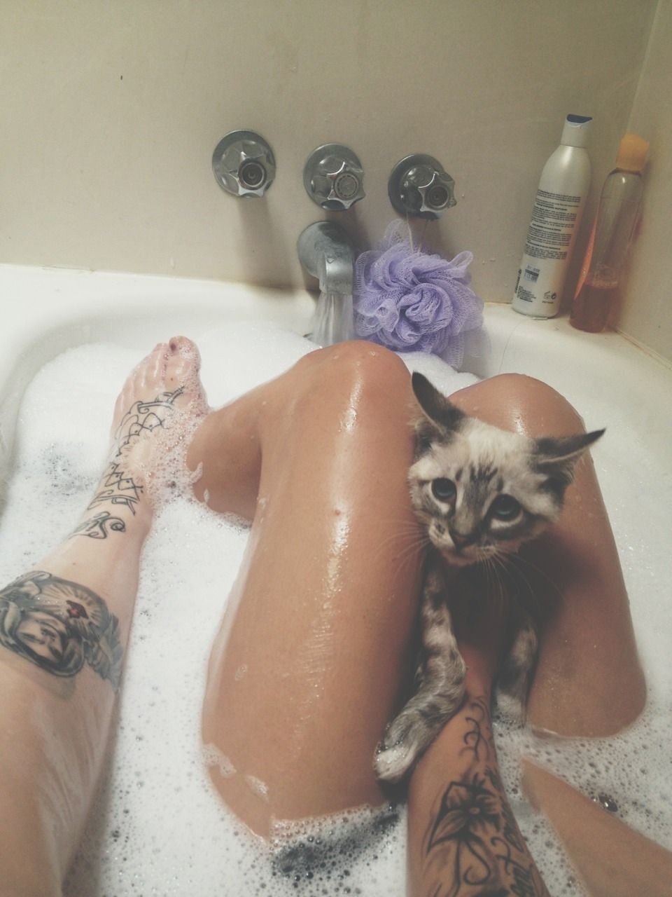 Киски пошло. Кот в ванне. Девушки киса. Мокрый котик в ванной. Кот в ванне с девушкой.