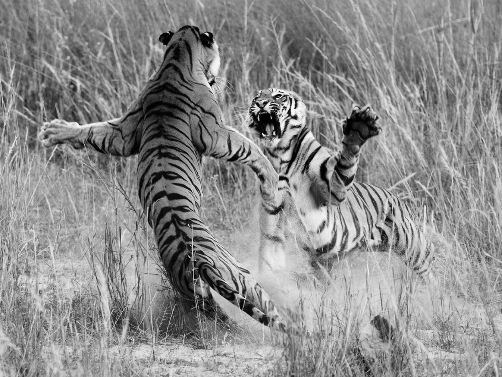 Бои хищников. Животные. Тигры дерутся. Дикие животные. Хищные животные.