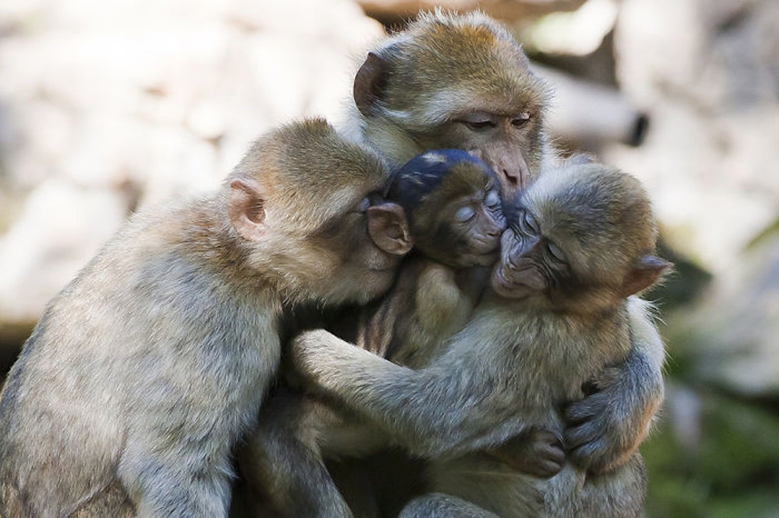 Мать и ребенок животные. Животные семья. Любовь животных. Детеныш обезьяны. Потомство животных.