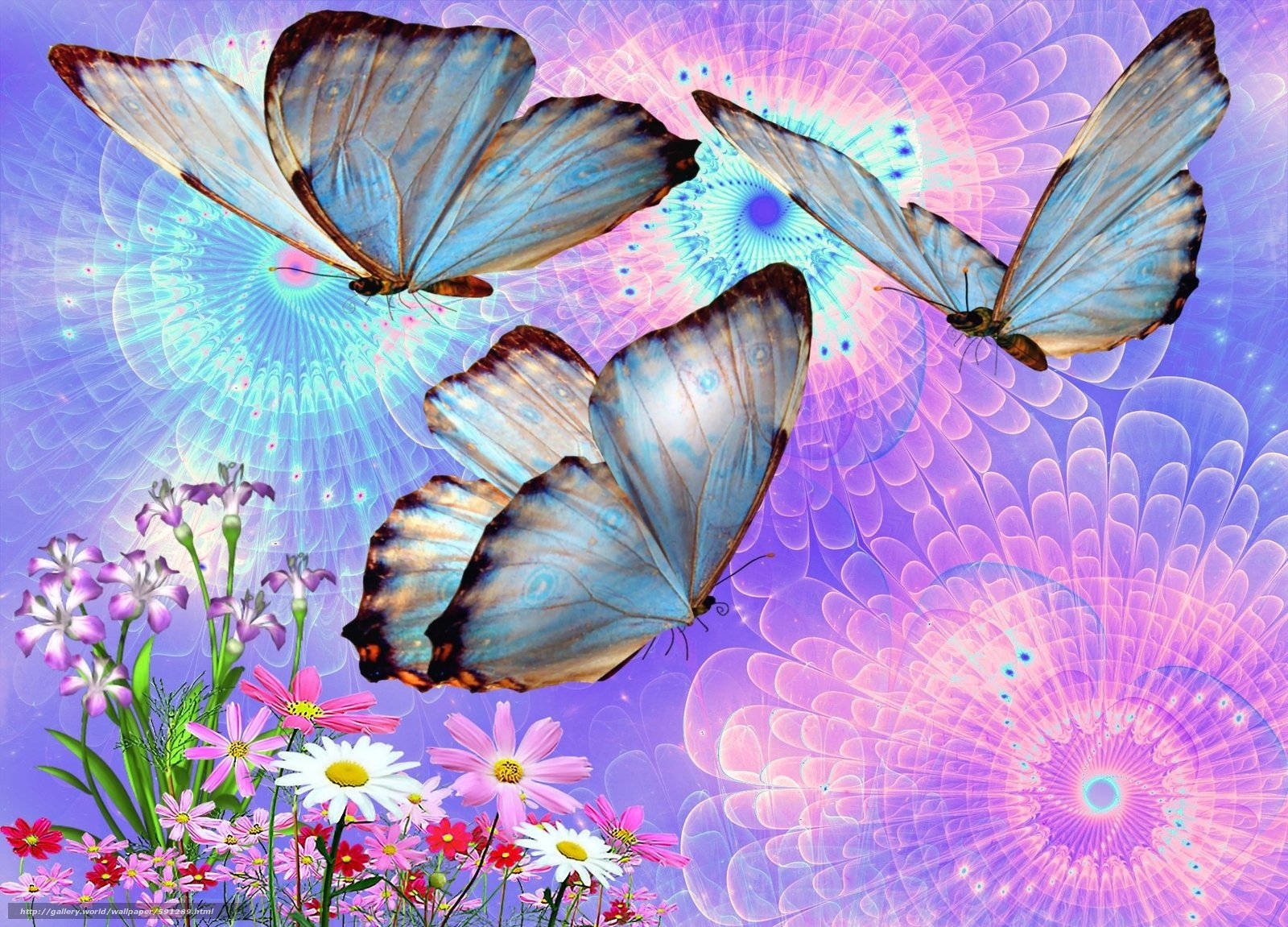 Нежные Бабочки Картинки