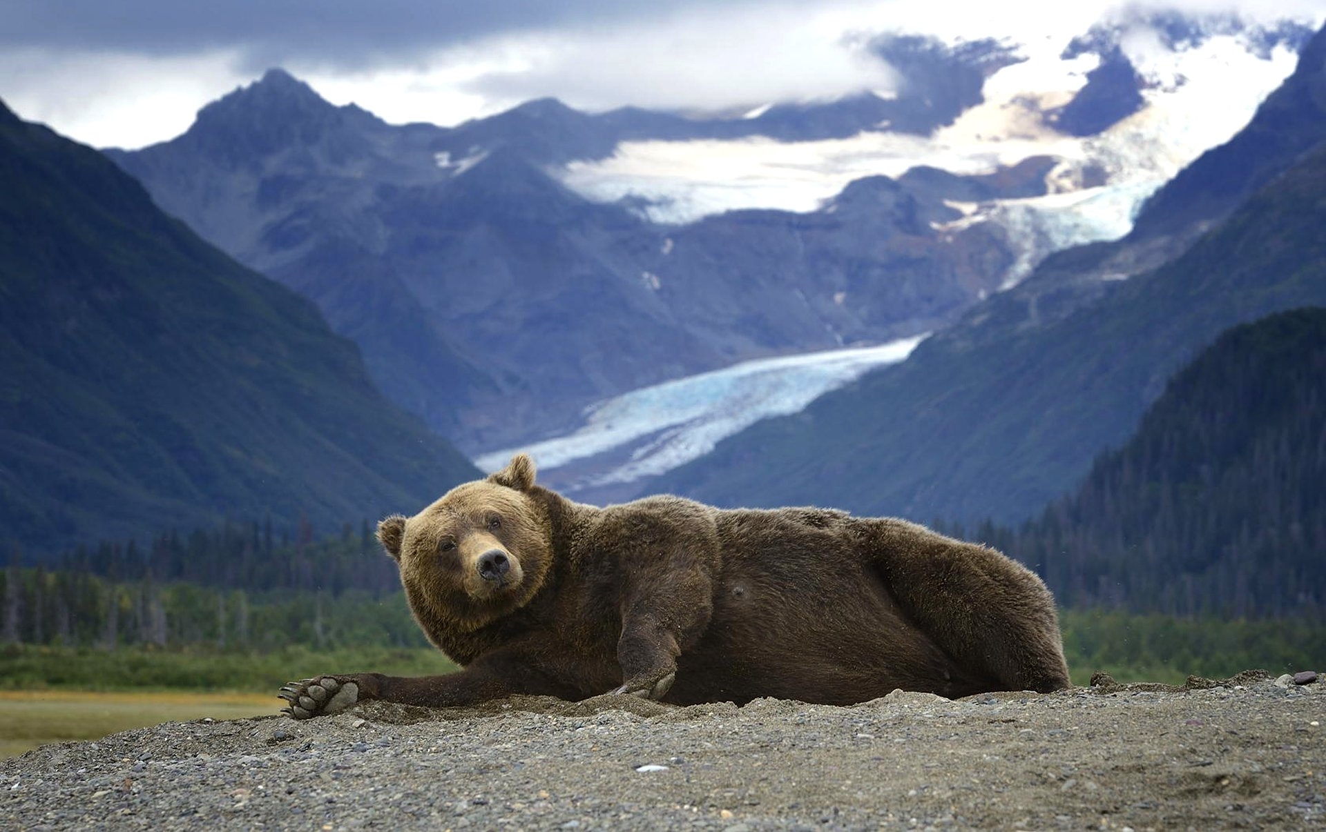 Обитатели аляски. Гризли на Аляске. Медведь Гризли на Аляске. Северная Америка медведь Гризли. Гризли Медвежьи Аляска Хищные.