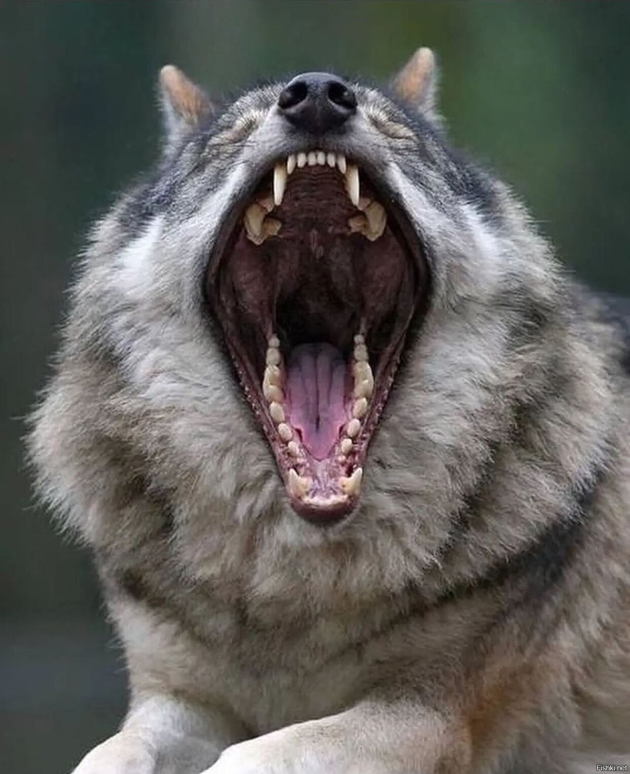 Пасть серого волка. Волк скалит зубы.