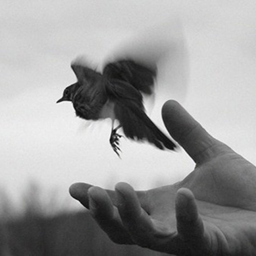 Отпустить птицу. Отпусти. Птица улетает с руки. Отпуская любовь.