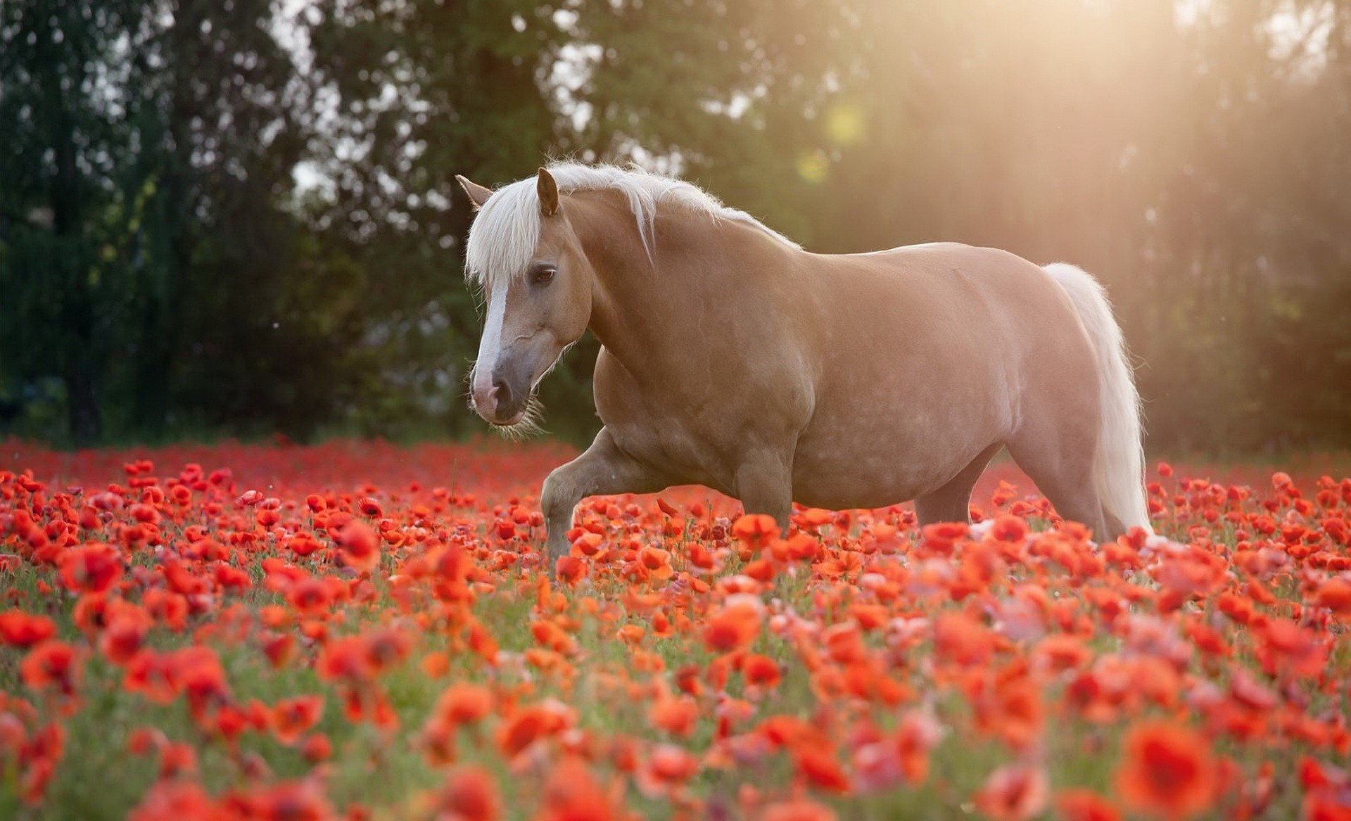 Лошадь красивые слова. Красивые лошади. Лошадь в поле. Очень красивые лошади. Лошади на природе.