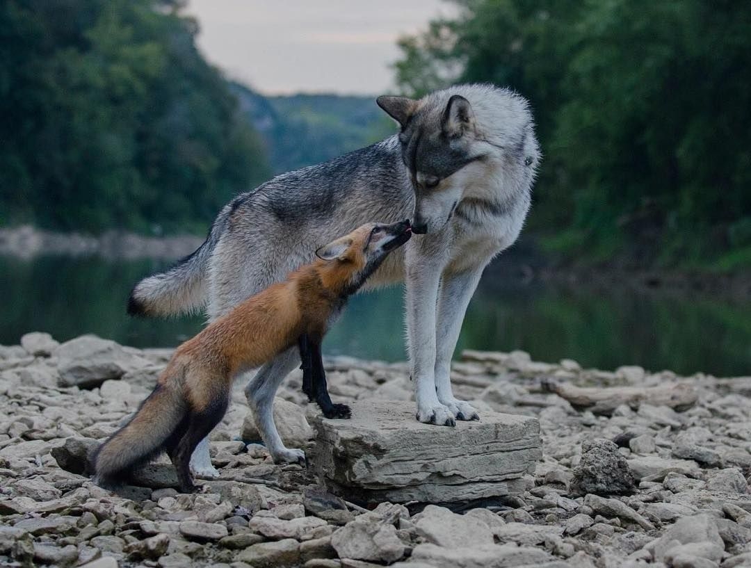 Жили волк и лиса