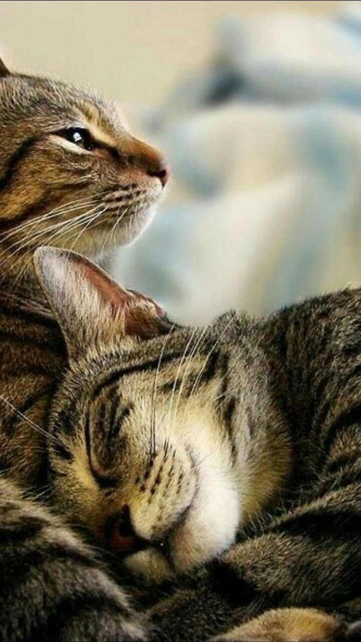 Обожаю кошек. Кошки любовь. Два котика. Влюбленные котики. Котики обнимаются.