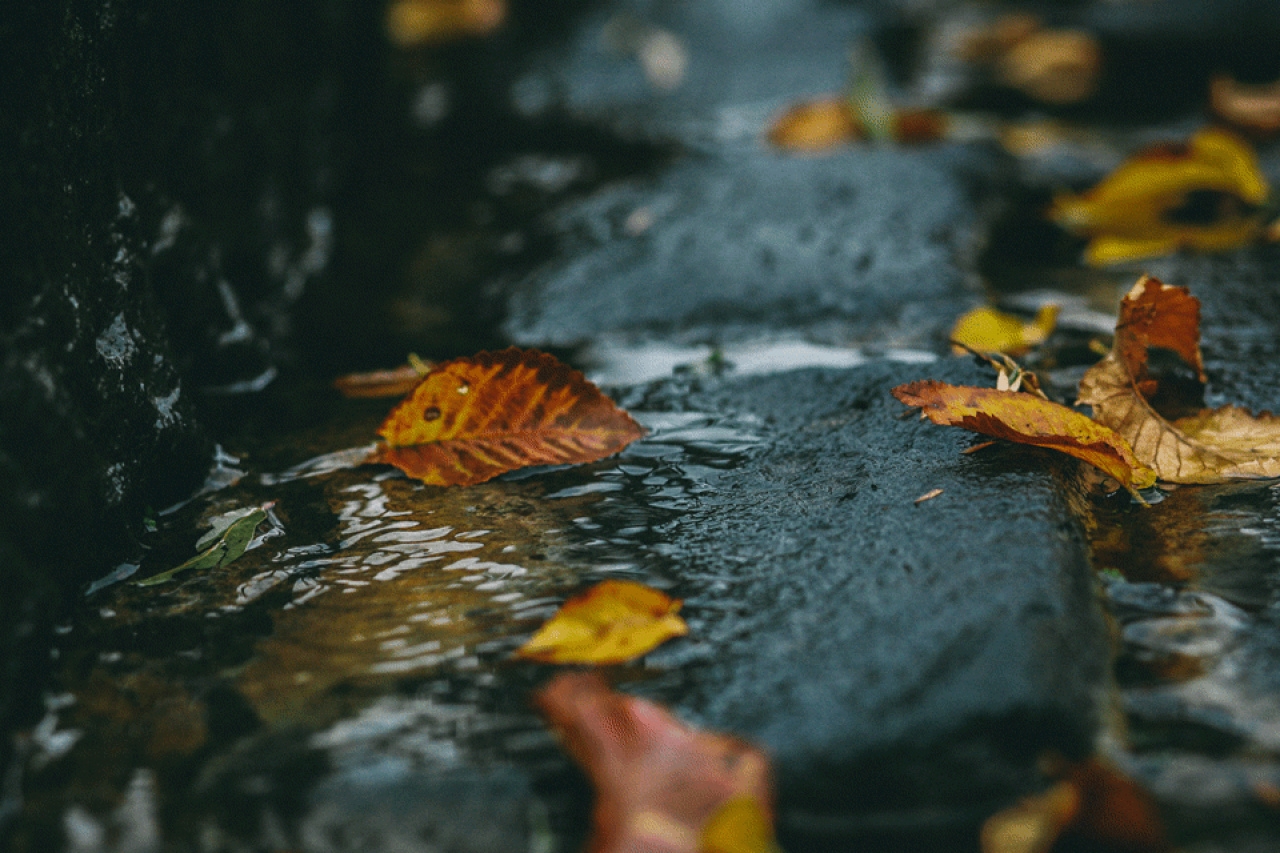 А ты как желтый лист увянешь слушать. Осенний дождь. Дождь осенью. Листья в луже. Осень дождь.