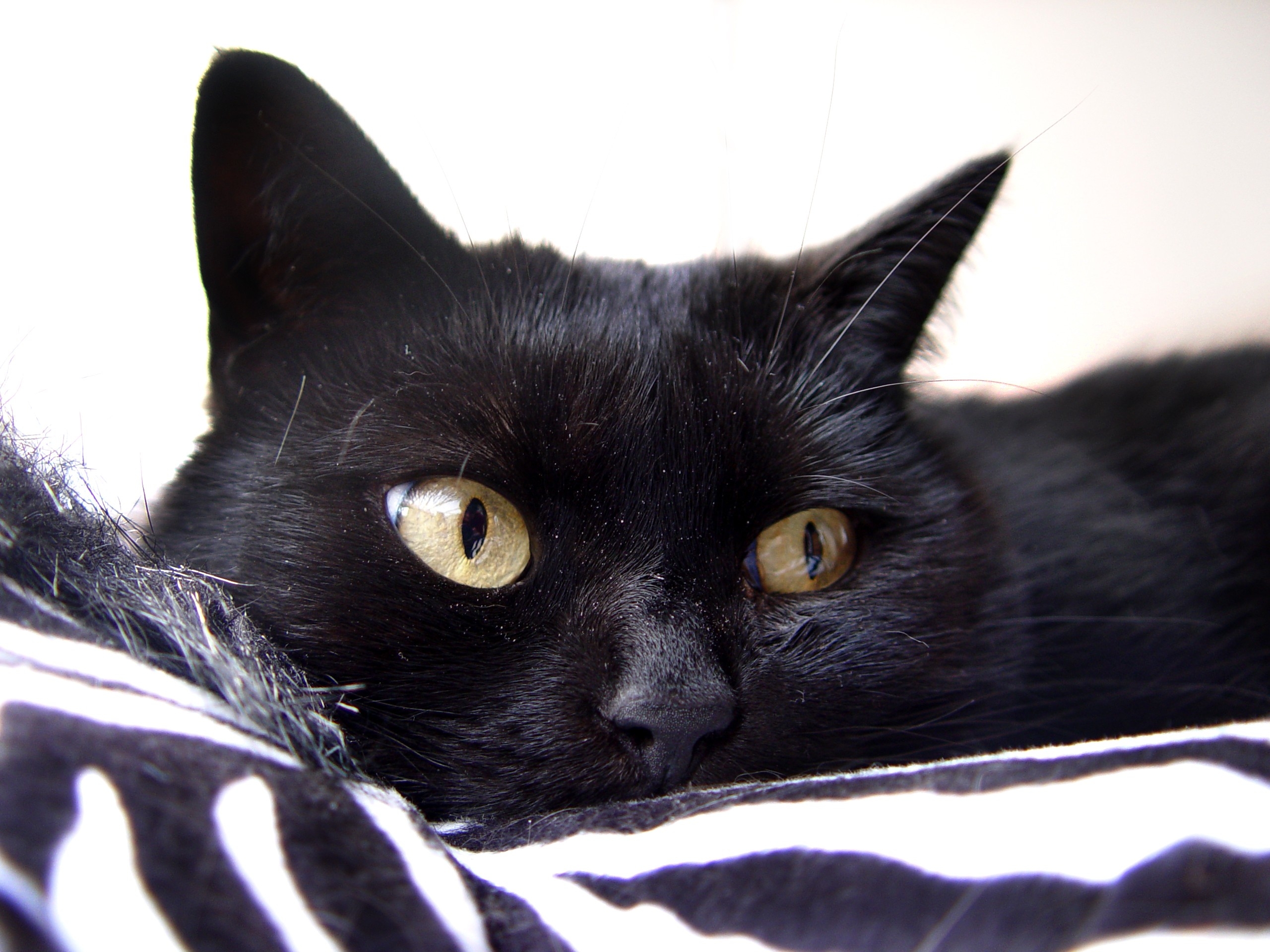 Черная кошка в доме хорошо. Бомбейская кошка. Чёрный кот. Черные коты. Черный.