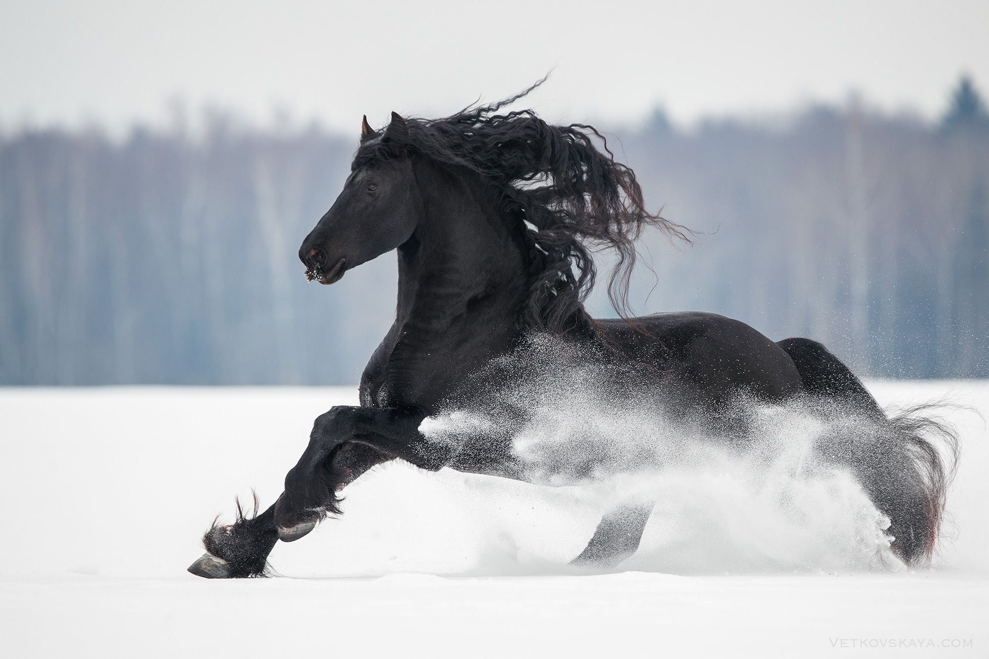 Эта лошадь красива и своенравна. Вороная Фризская лошадь. Фриз Фризская лошадь белая. Пегая Фризская лошадь. Черный конь.
