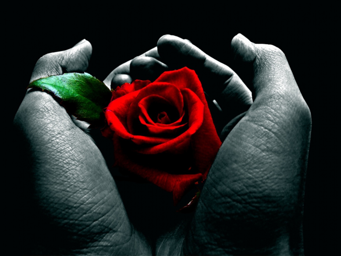 Страстный цветок. Цветы в мужских руках. Красивые розы в руках.