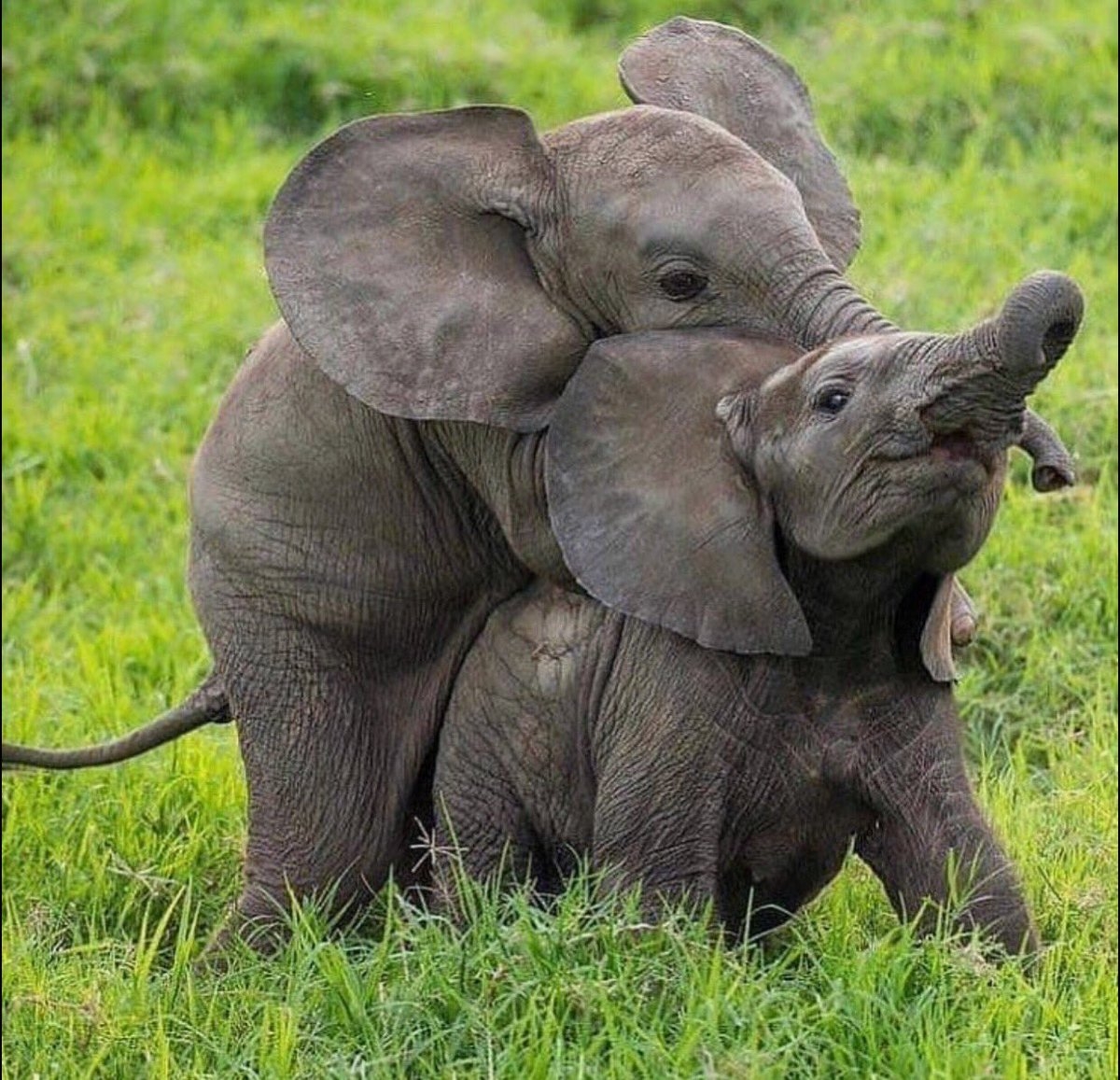 Друзья слоник. Слоненок. Милые слоны. Слоны обнимаются. Красивый Слоник.