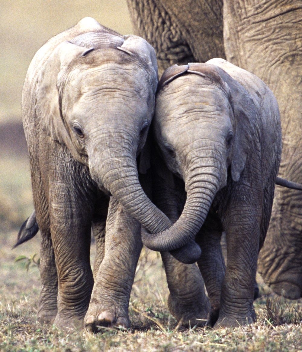 Друзья слоник. Пара слонов. Слоны обнимаются. Слоны любовь. Влюбленные слоны.