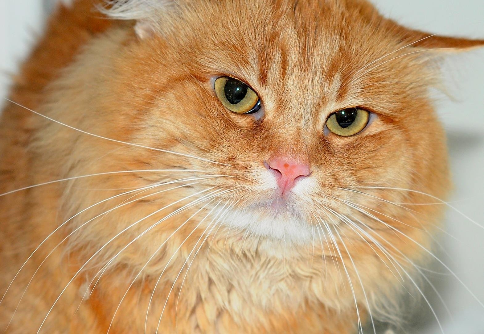 Говорите рыжего кота. Рыжик Рыжик рыжий кот. Рыжик кот перситский. Рыжая кошка. Злой рыжий кот.