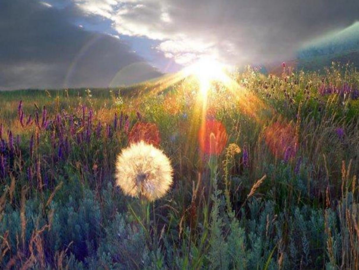 Будет ясный новый день. Прекрасный мир природы. Цветы и солнце. Природа солнце. Чудесные пейзажи.