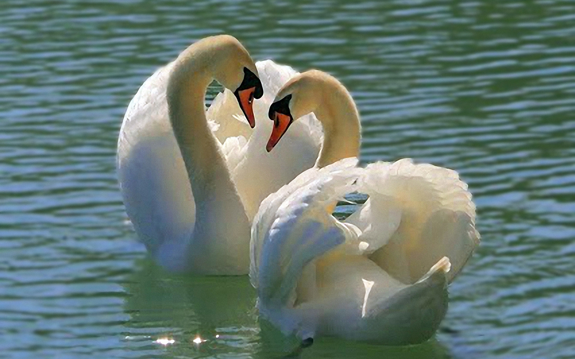 Замечательной паре. Лебедь шипун пара. Красивые лебеди. Два лебедя. Лебеди на озере.