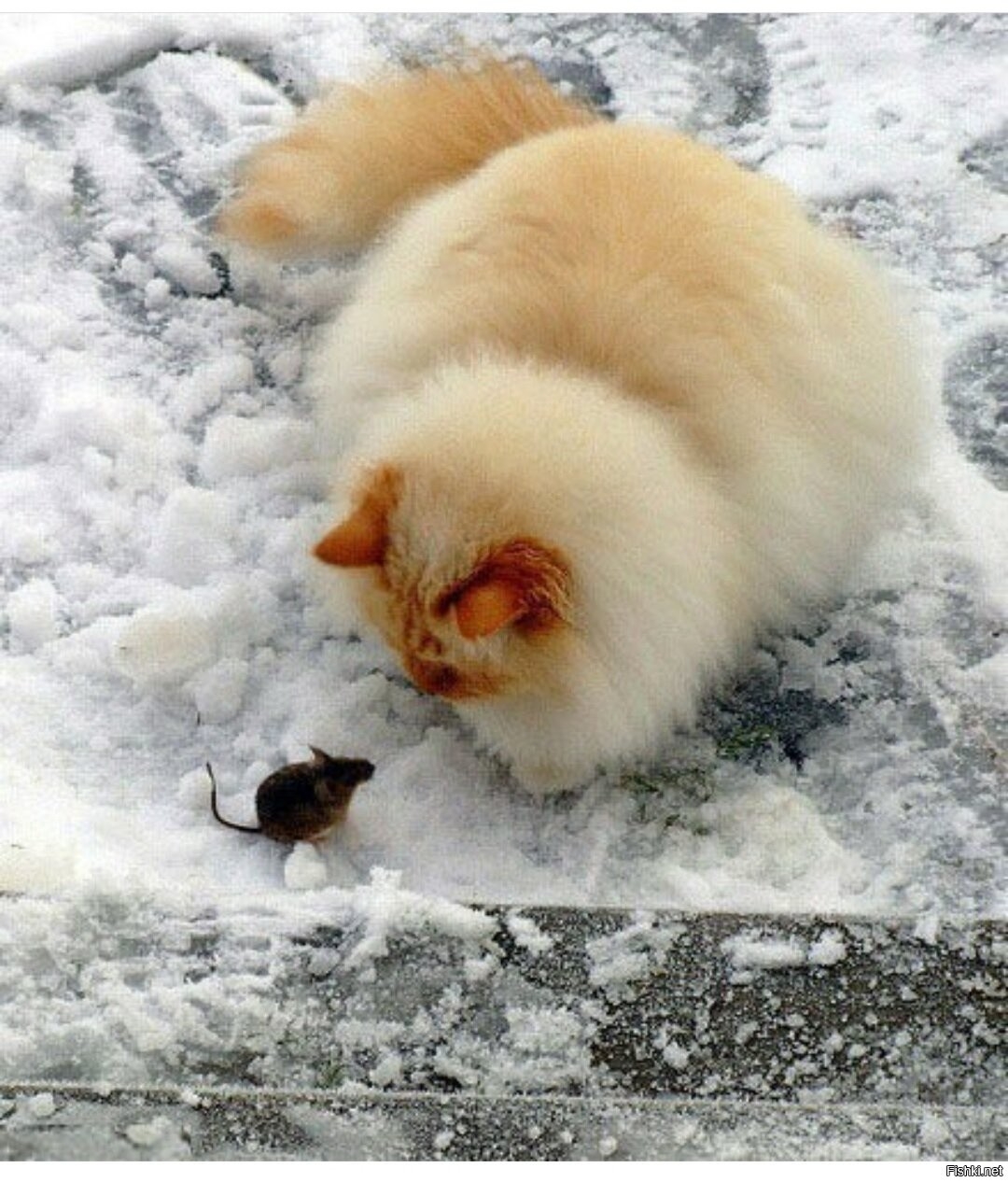 Перед наступлением зимы некоторые животные. Пушистая зима. Кошки зимой. Кошка в снегу. Пушистый кот в снегу.