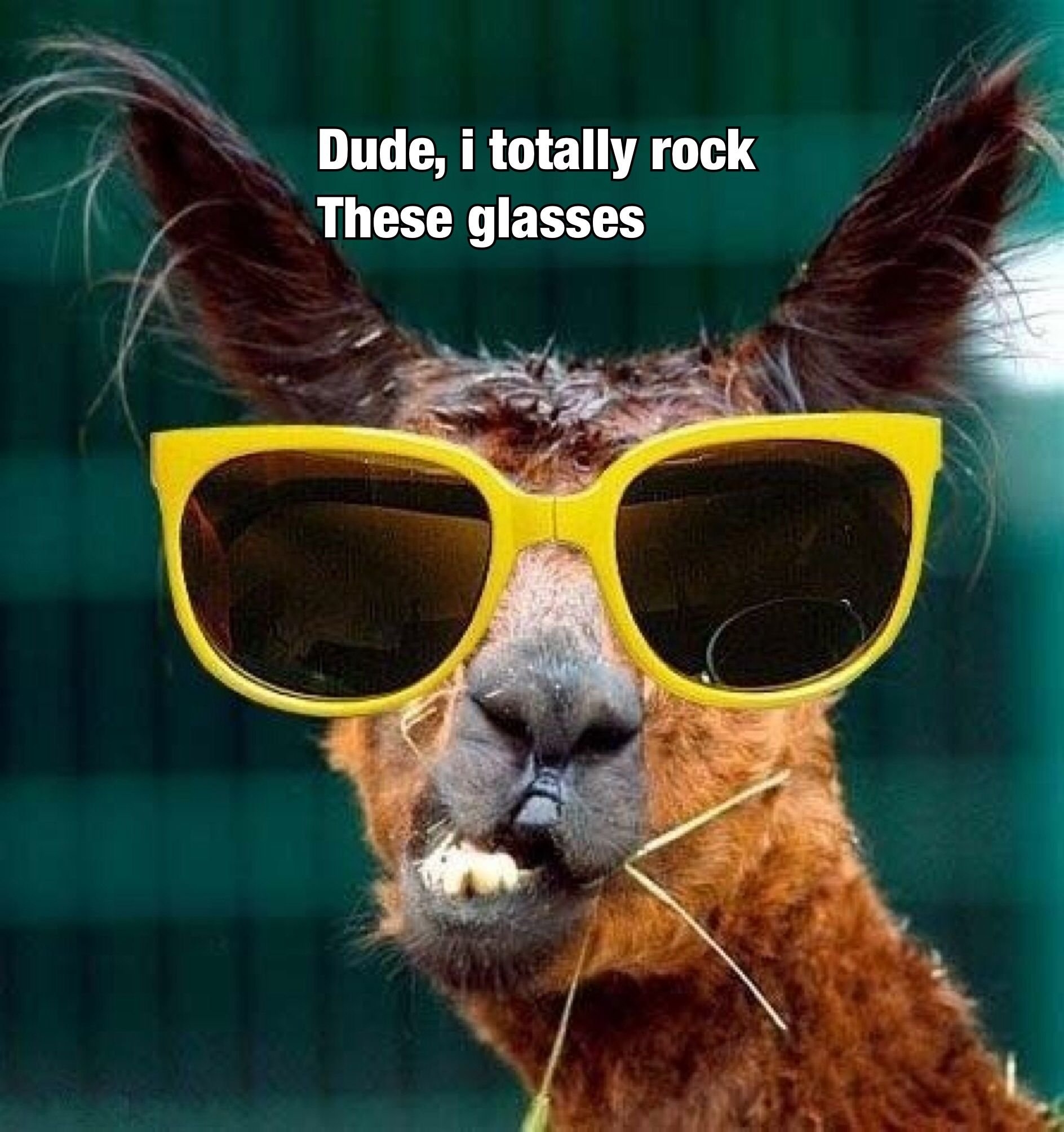 Картинки смешных очков. Животные в очках. Лама в очках. Крутые животные. Крутые животные в очках.