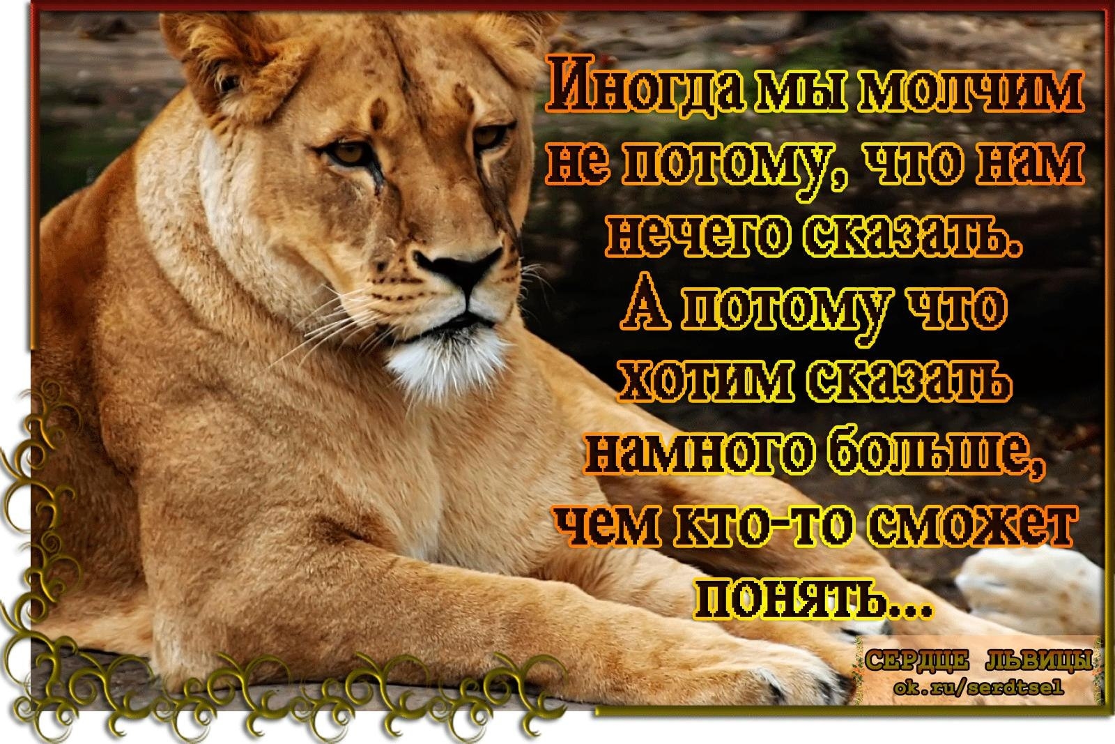 Что за тигр этот лев фраза. Цитаты про Львов. Лев цитаты. Афоризмы про Львов. Афоризмы про Льва.