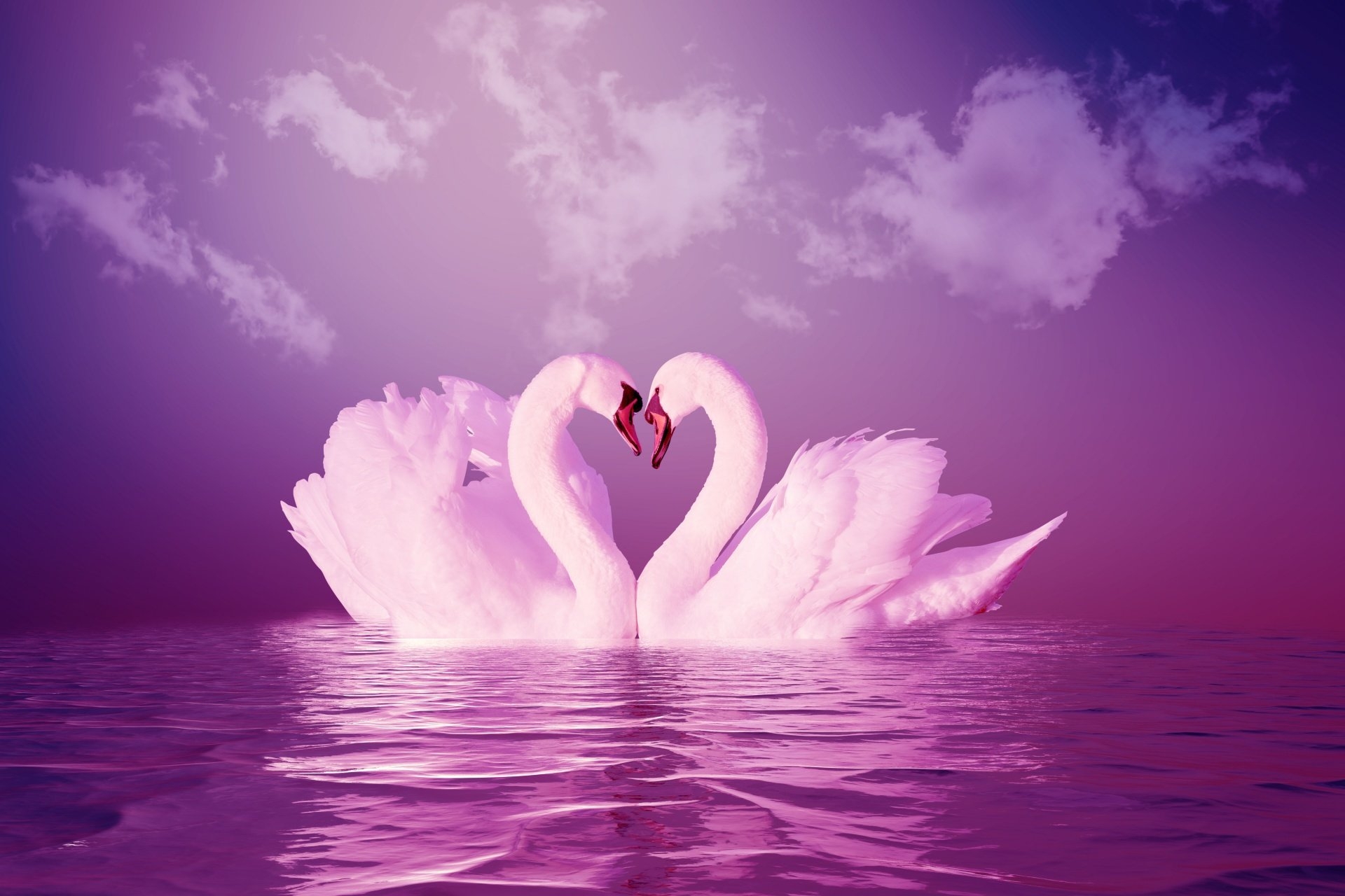Верность mp3. Любовь и лебеди. Красивые лебеди. Два лебедя. Романтические лебеди.