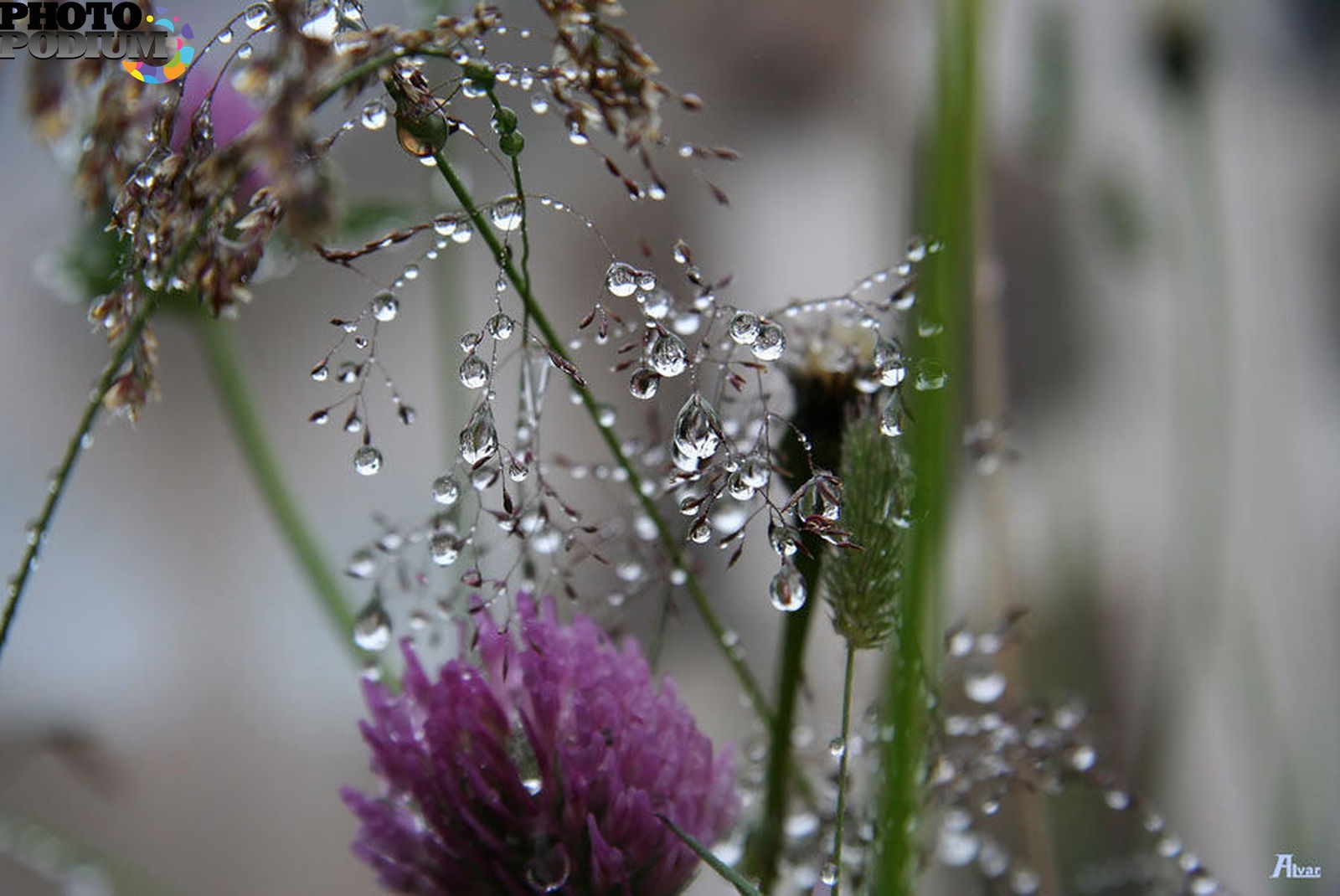 Стеклянный звон. Роса на цветах. Полевые цветы после дождя. Цветы под дождем.