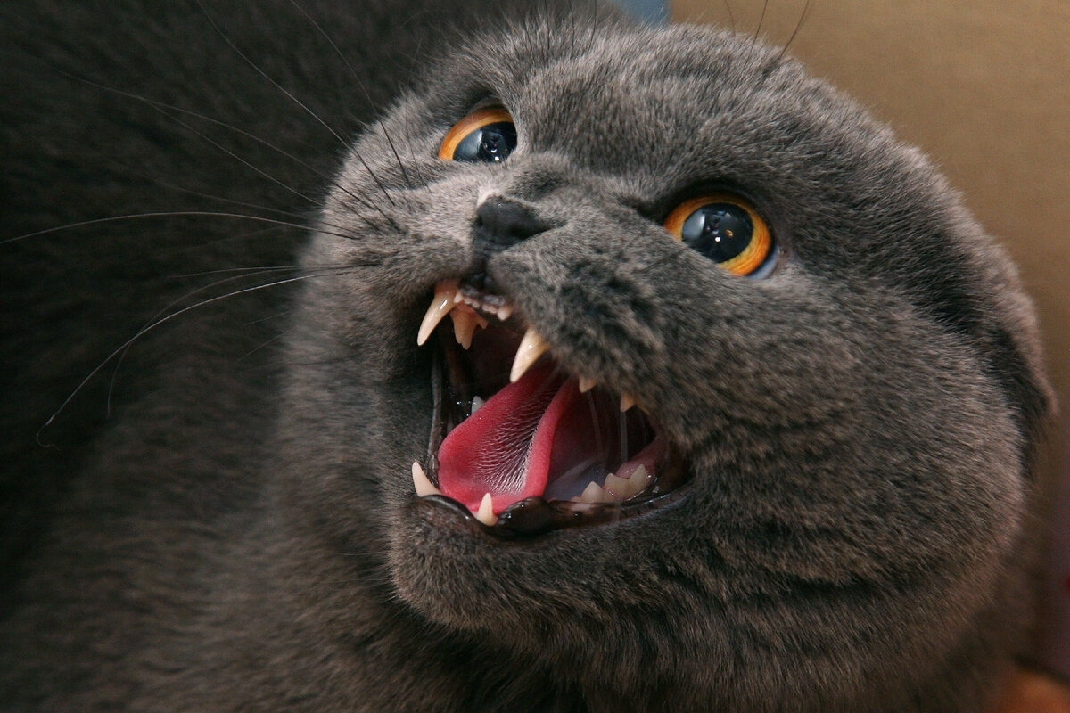 Длинный черный язык. Шотландская вислоухая кошка злая. Злые животные. Злой котик. Британская кошка злая.